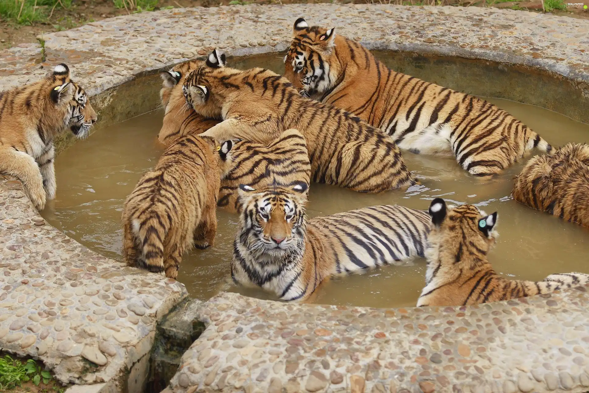 tigress, Pool