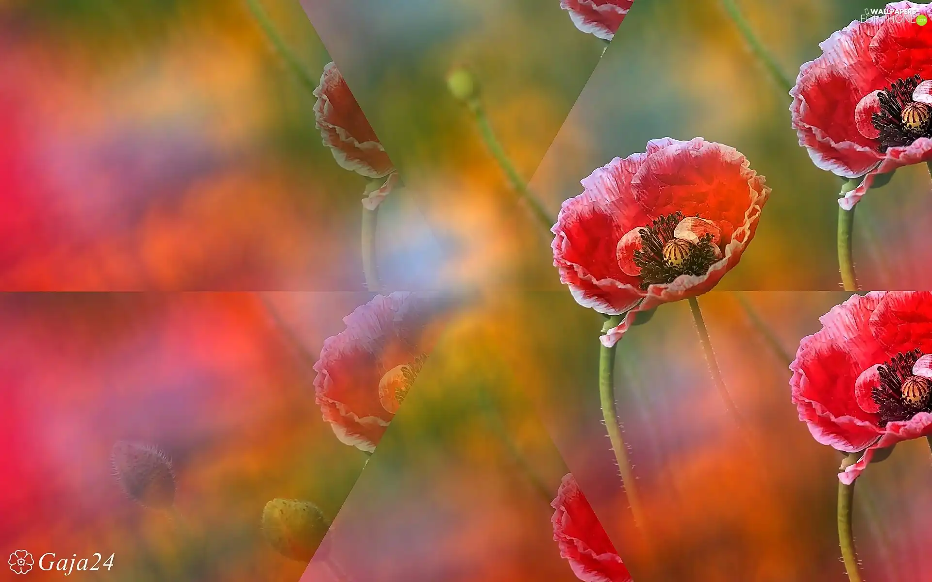 Poppy Field, illusion