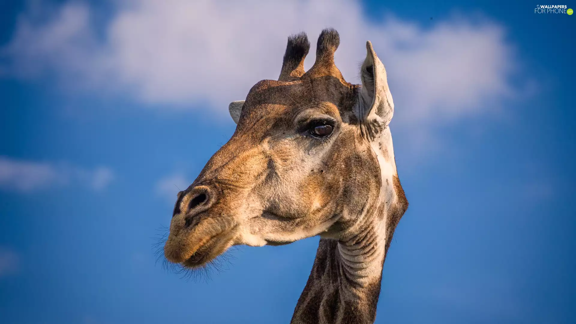 portrait, giraffe, Sky
