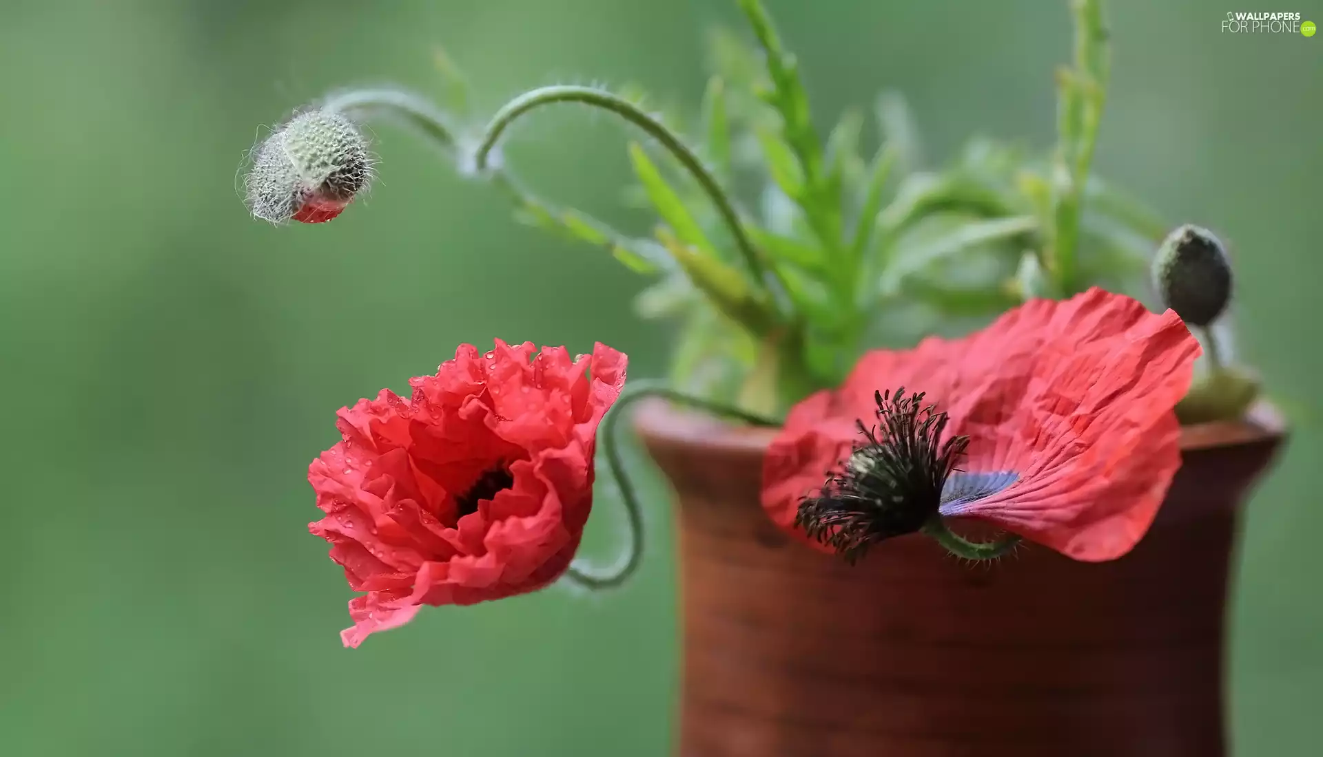 pot, Flowers, papavers