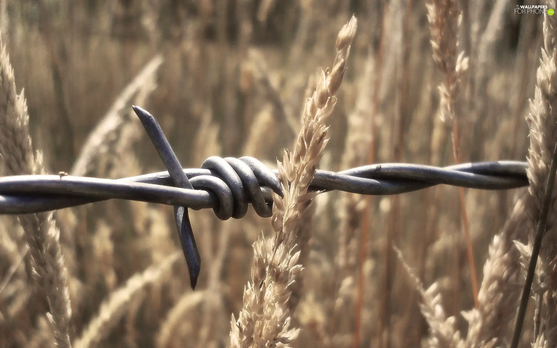 prickly, grass, wire