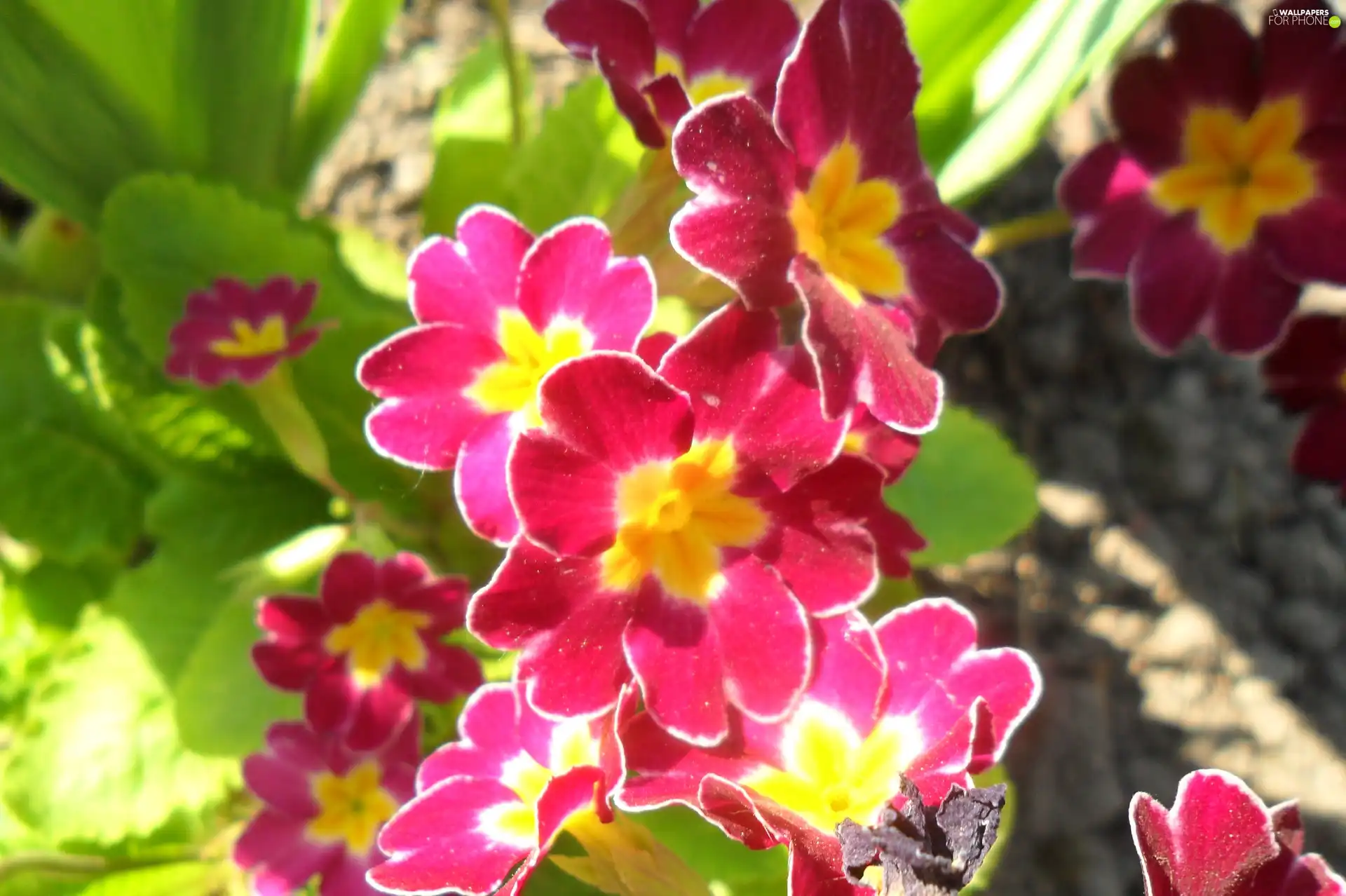 Pink and yellow, primrose