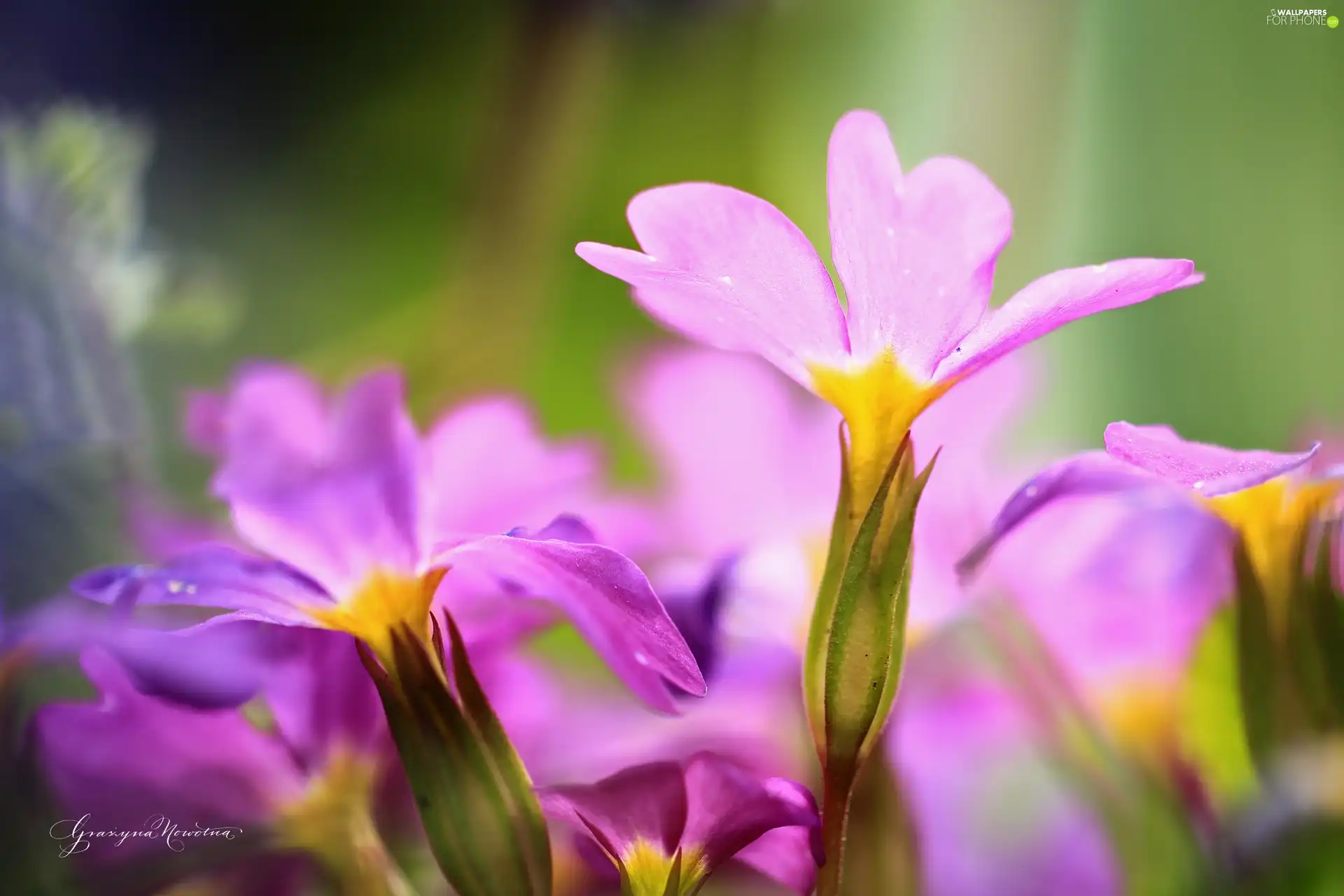 Colourfull Flowers, primrose, primrose