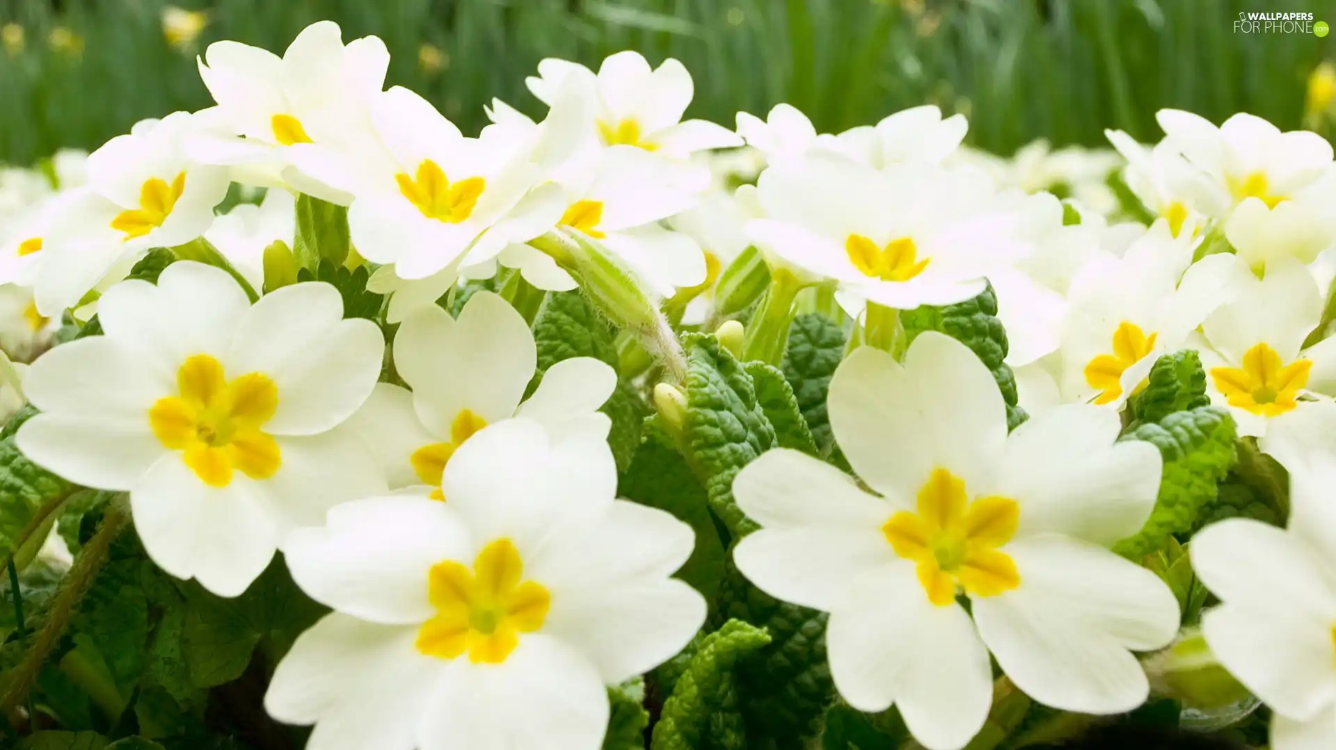 White, primrose