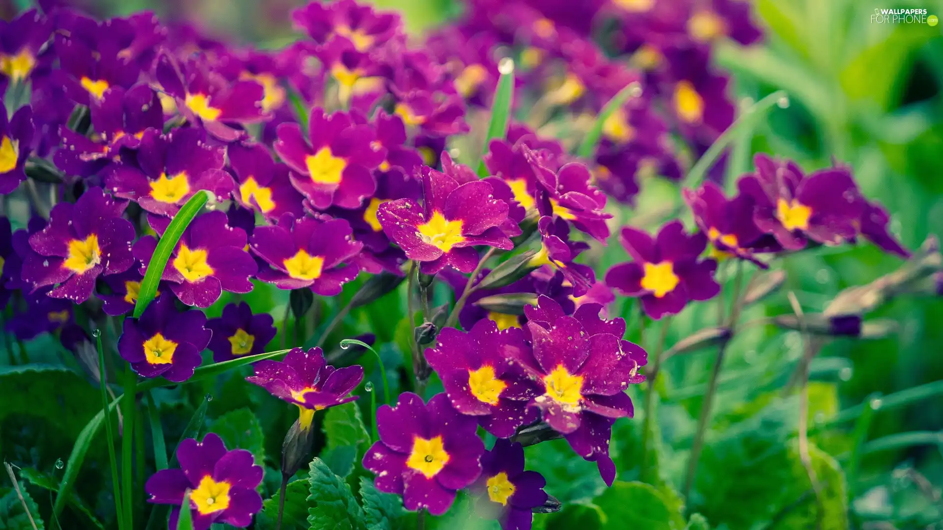 primroses