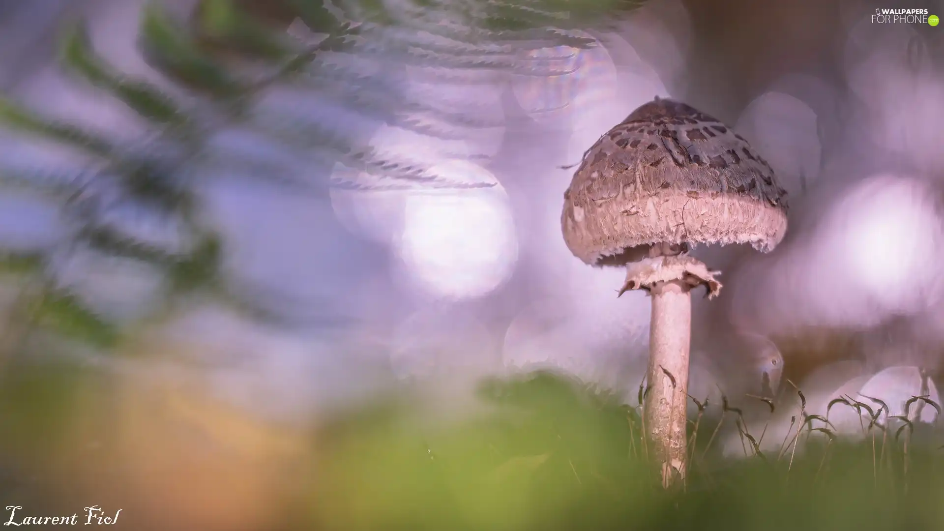 leaf, fern, Macrolepiota Procera, fuzzy, Mushrooms