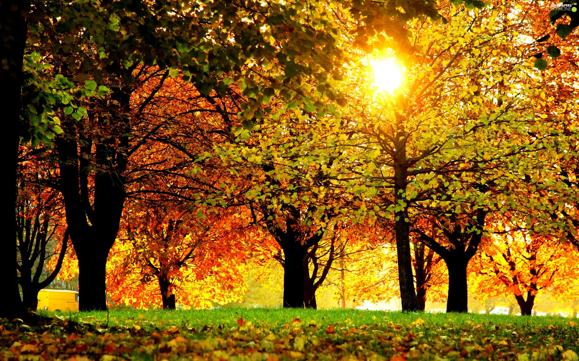 Leaf, Przebijające, luminosity, ligh, flash, viewes, trees, sun