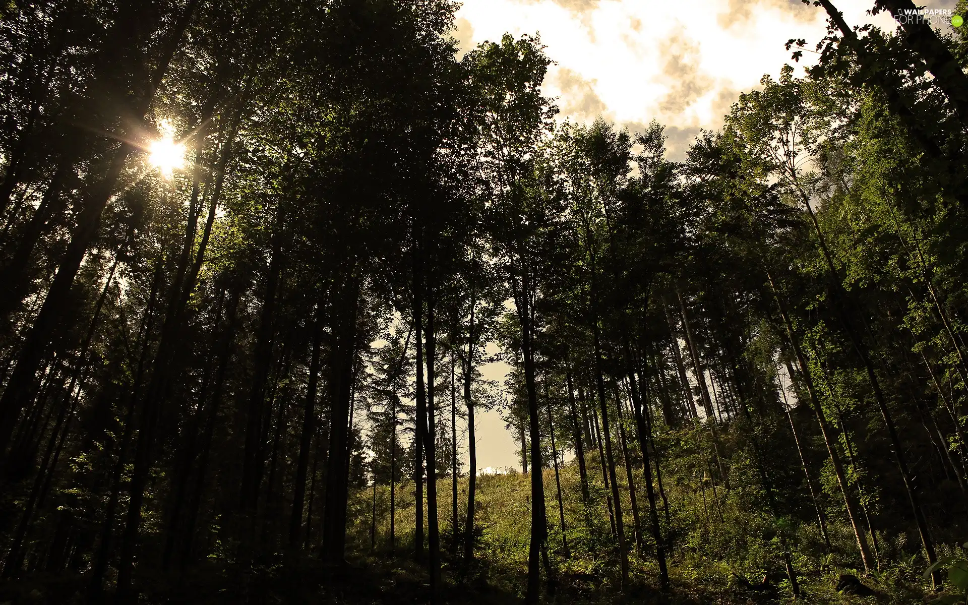 Przebijające, sun, trees, viewes, forest