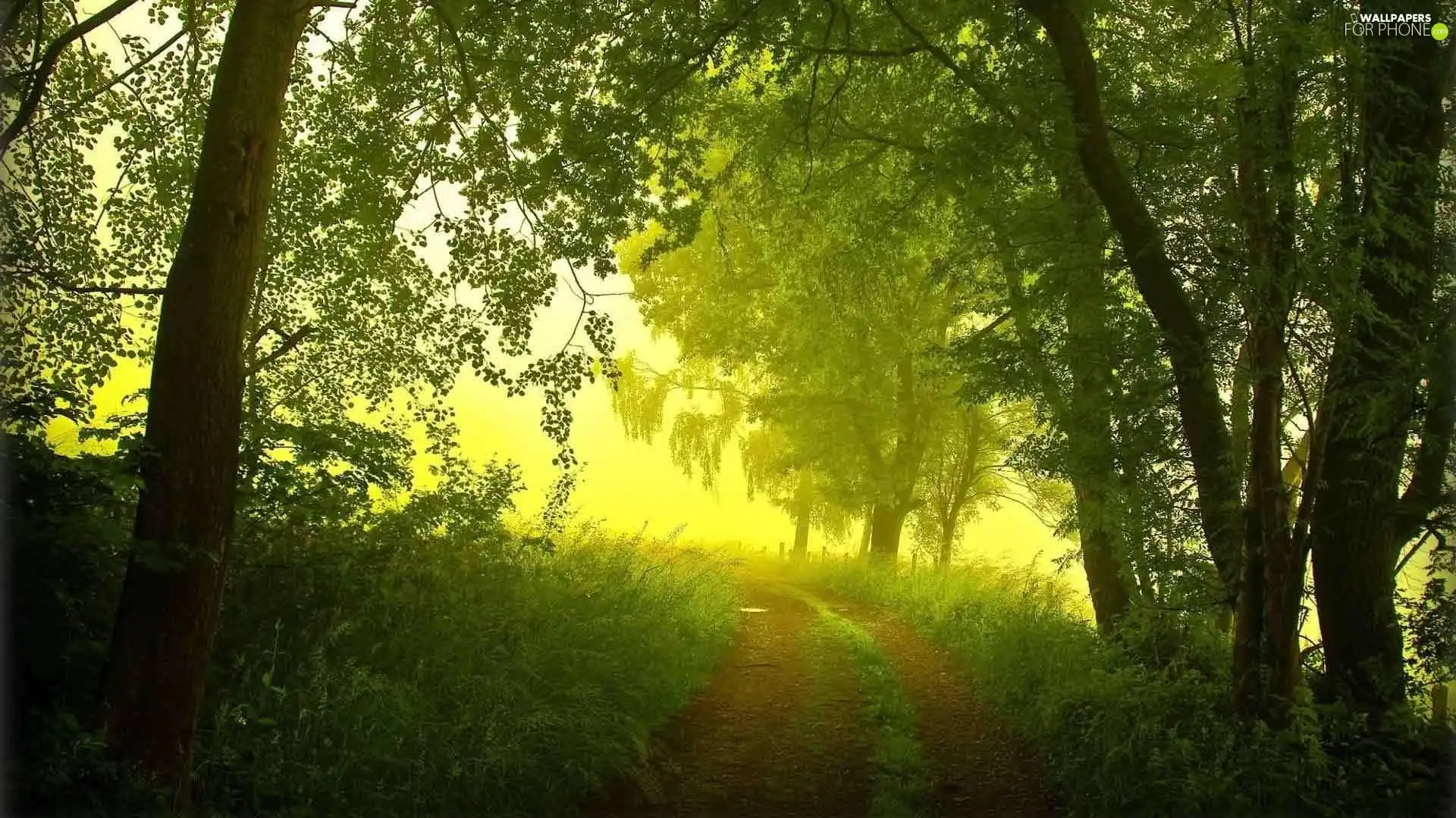 viewes, Przebijające, luminosity, ligh, flash, trees, Way, sun