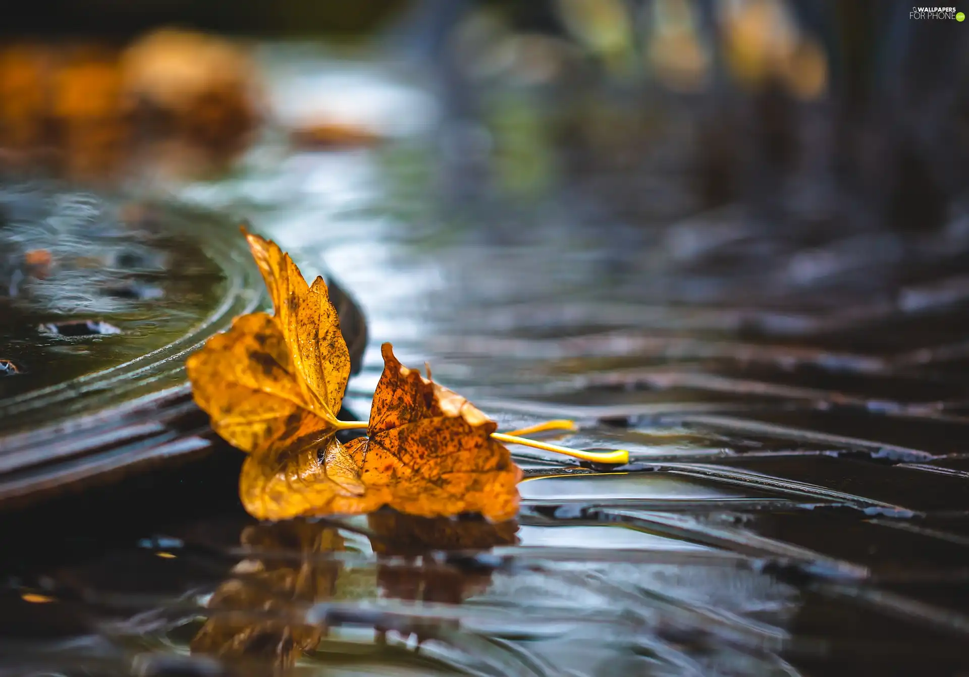 leaf, puddle