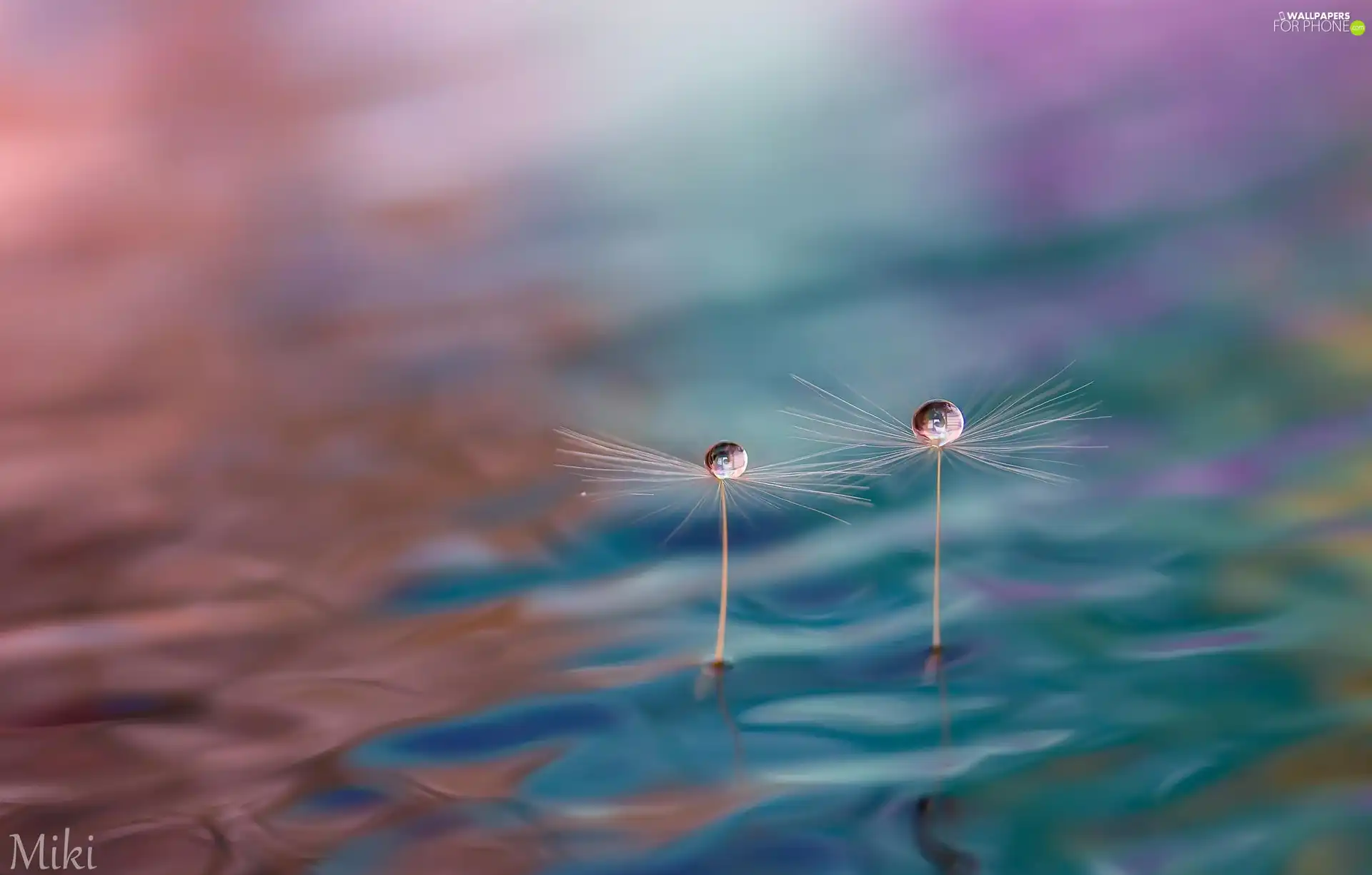 puffball, water, drops