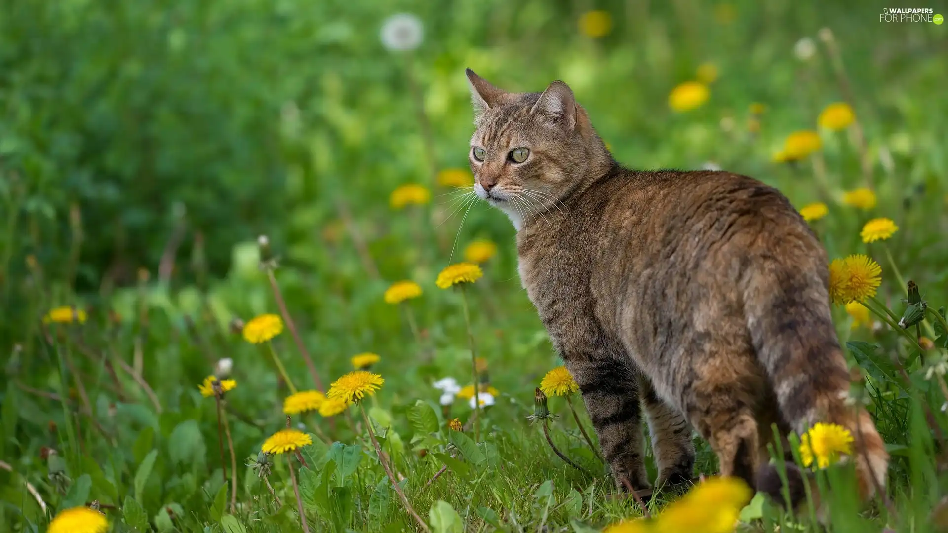 dun, Meadow, puffball, cat