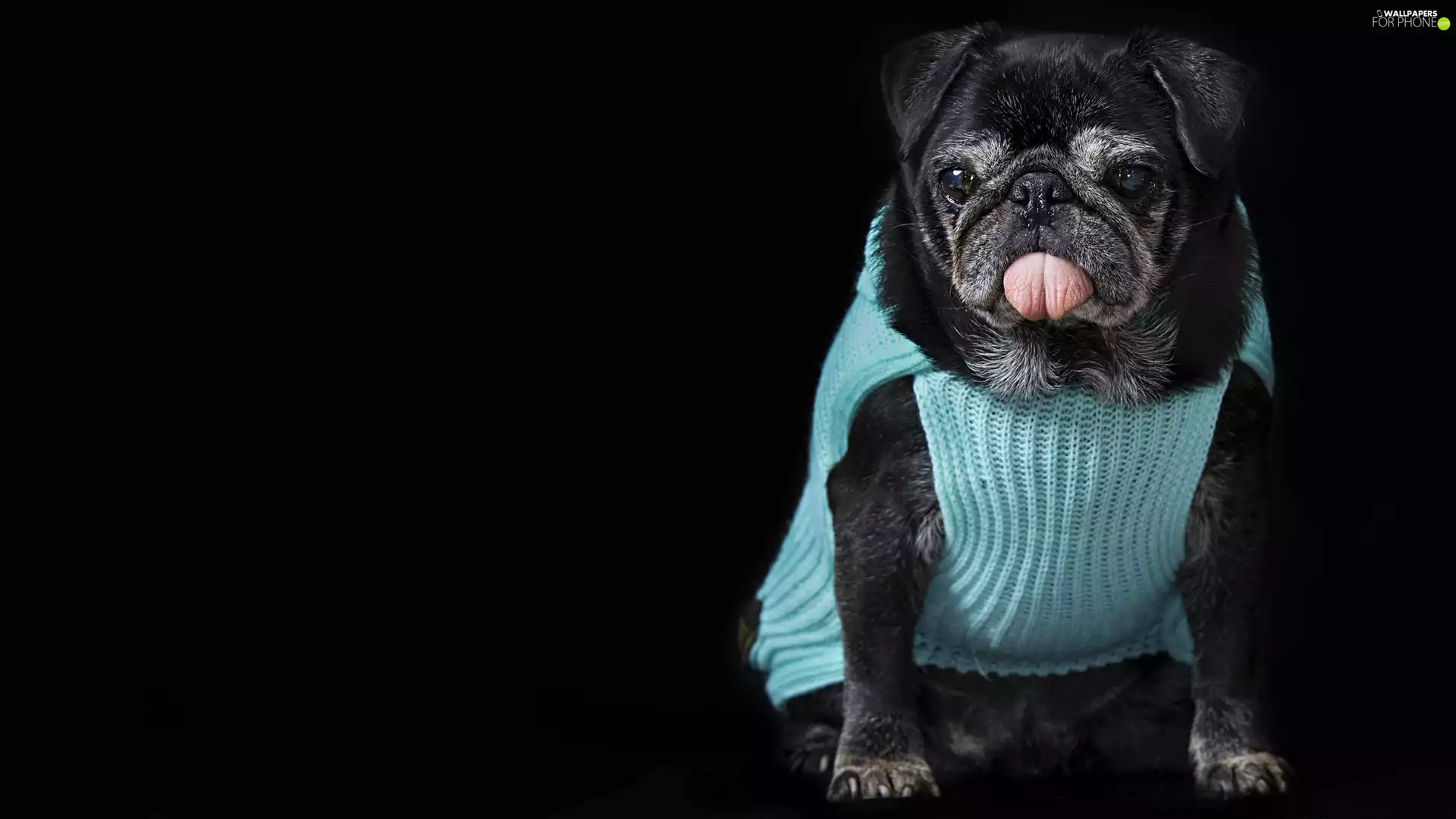 dog, clothes, Tounge, pug