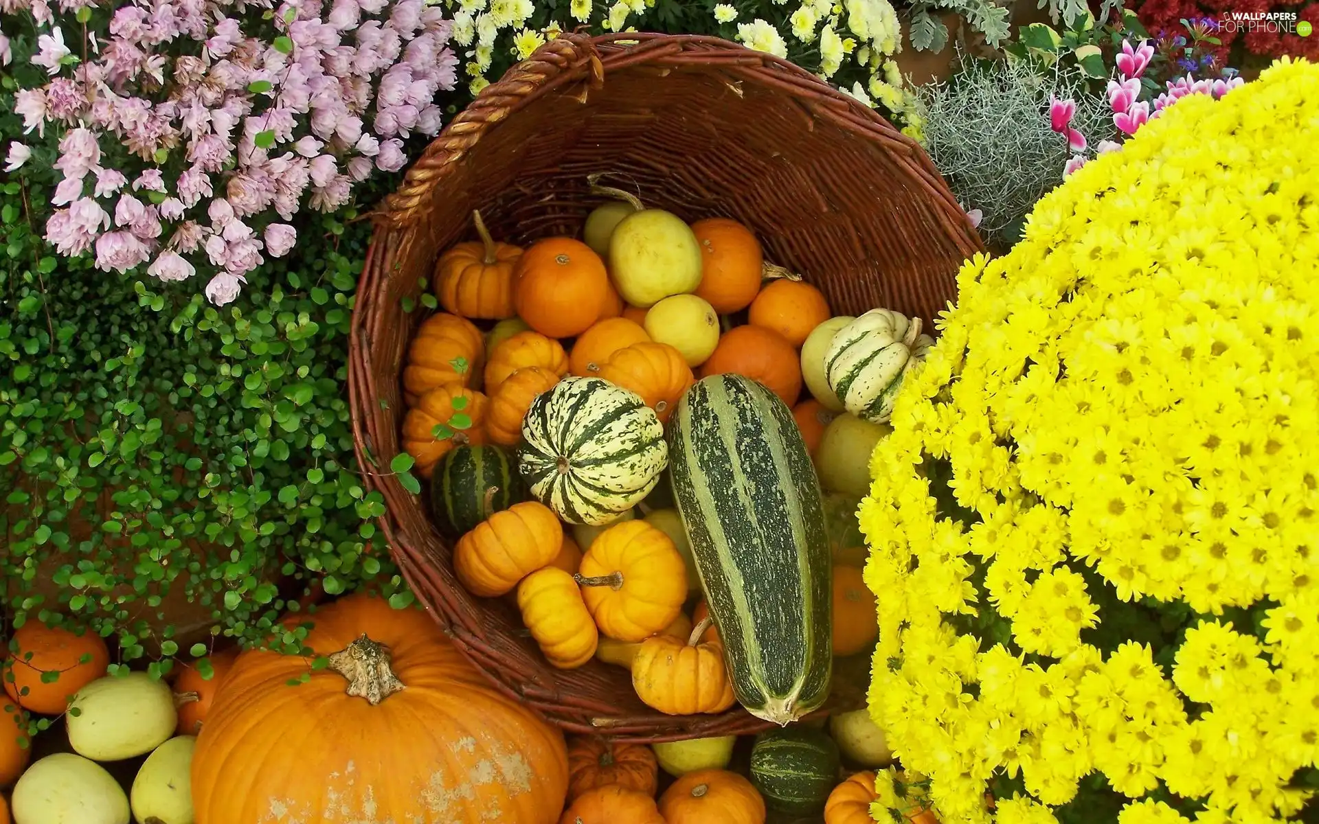 Autumn, Chrysanthemums, pumpkin, Flowers