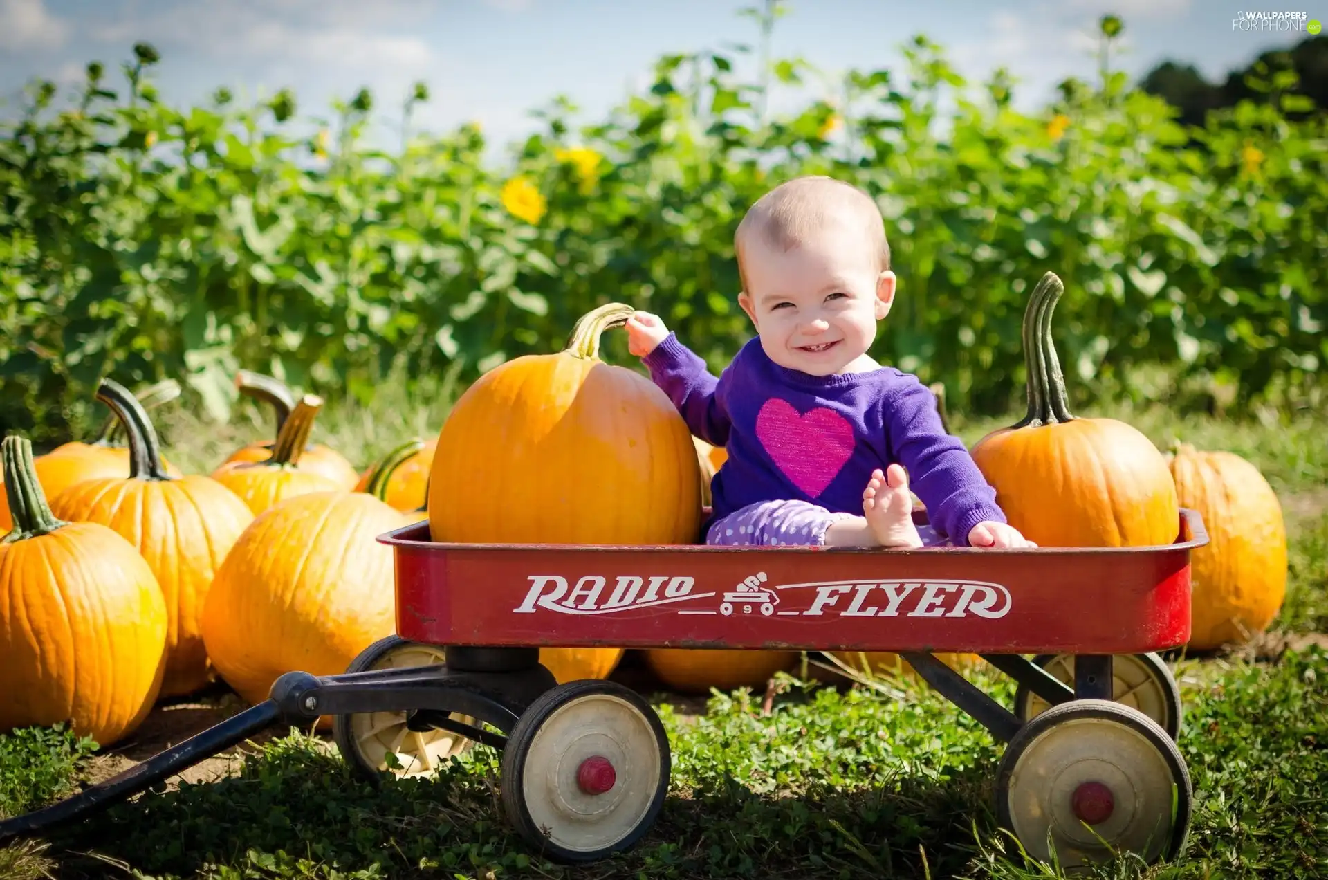 Kid, trolley, pumpkin, Smile