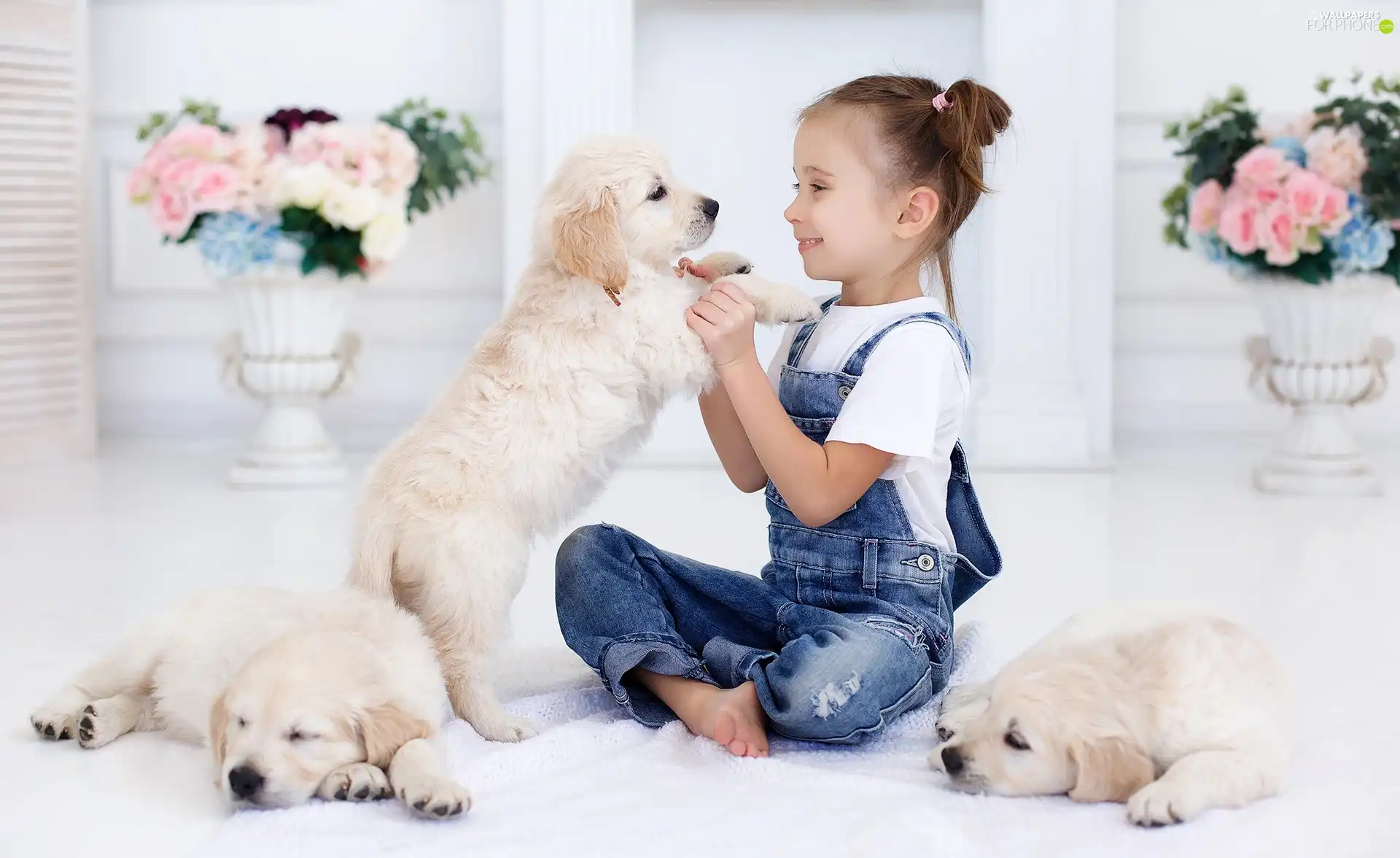 girl, puppies, Golden Retrievery, Three