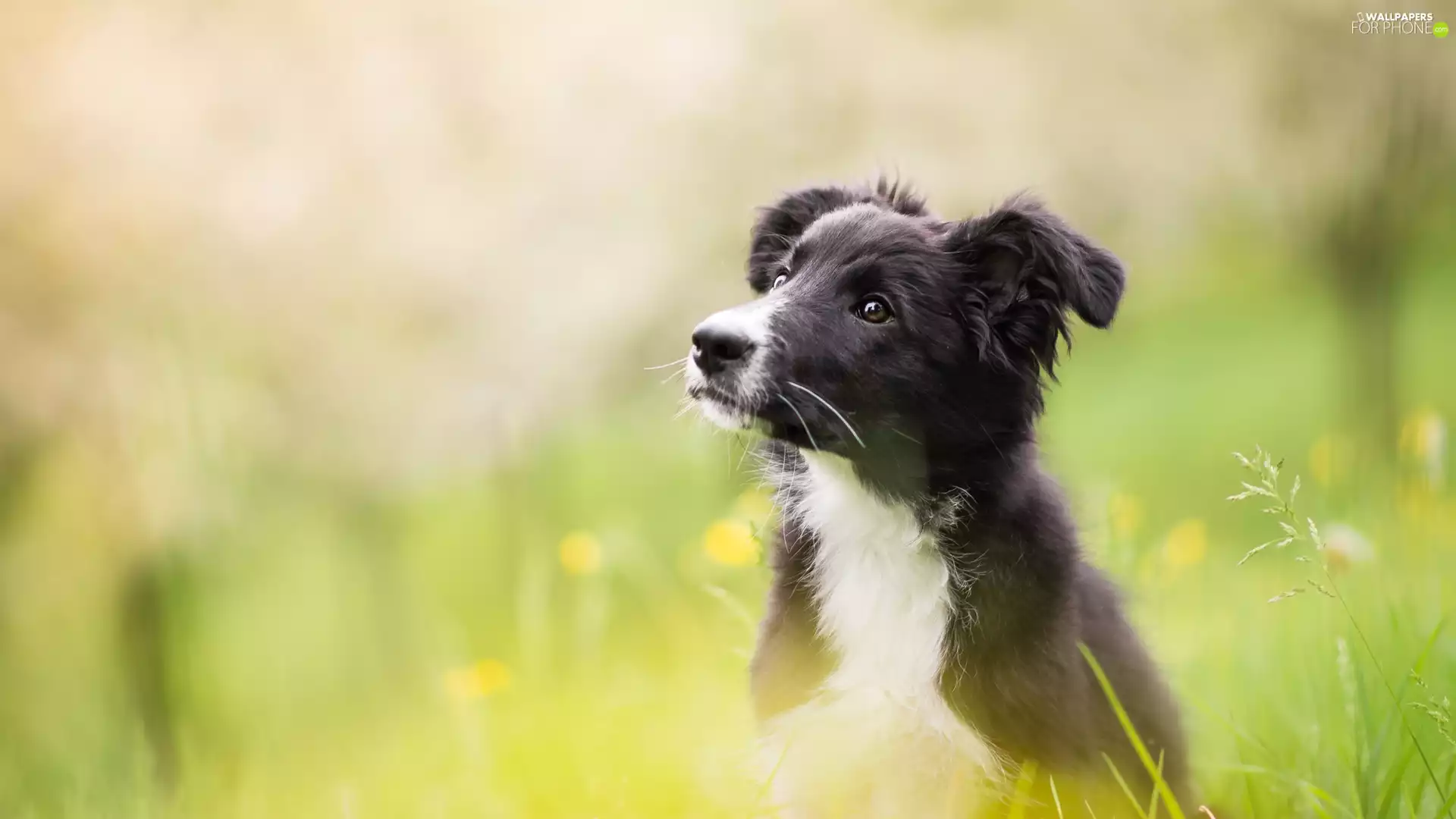 Meadow, blurry background, Puppy, Border Collie, dog