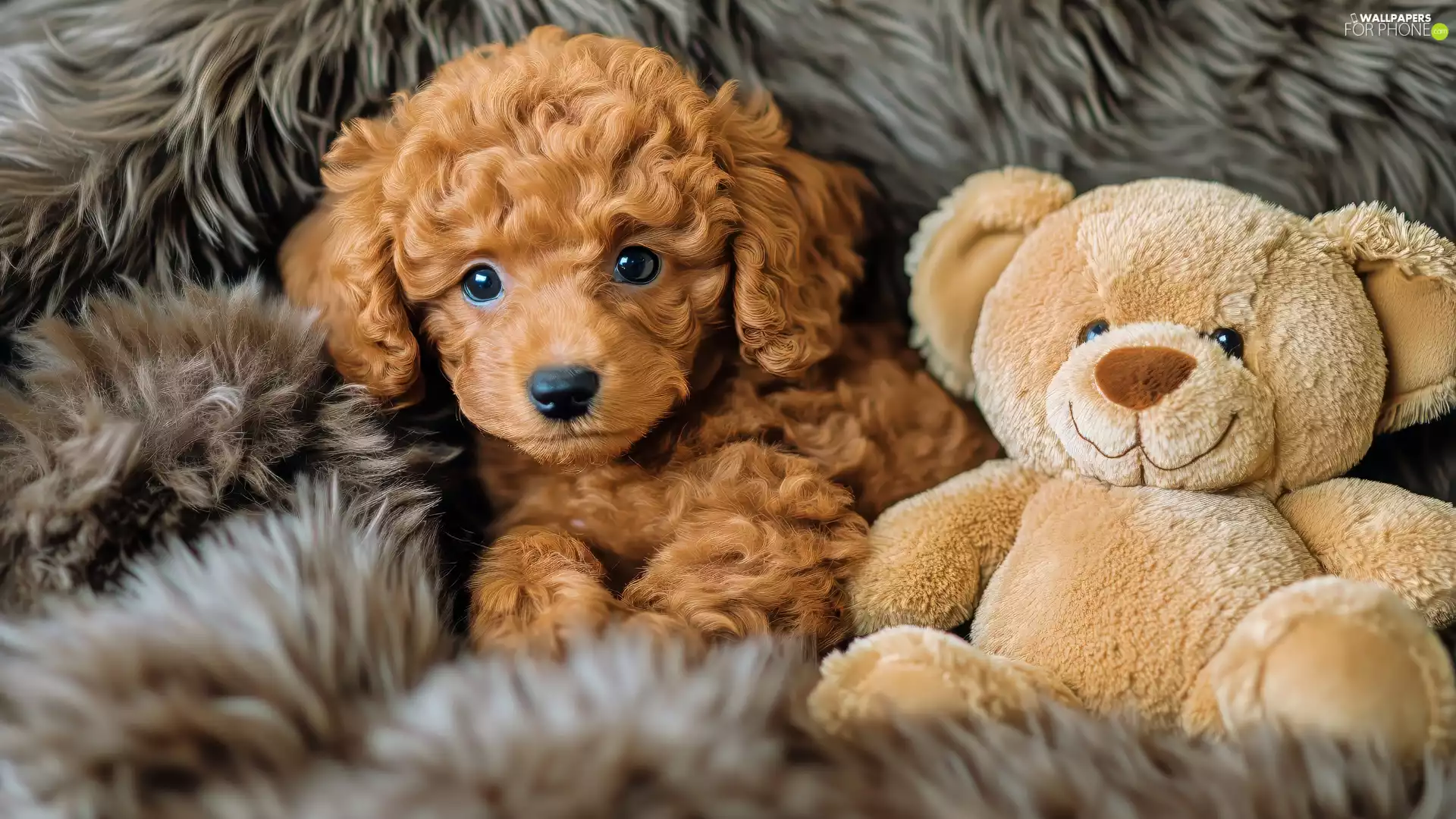 Brown, dog, Plush, Puppy, teddy bear