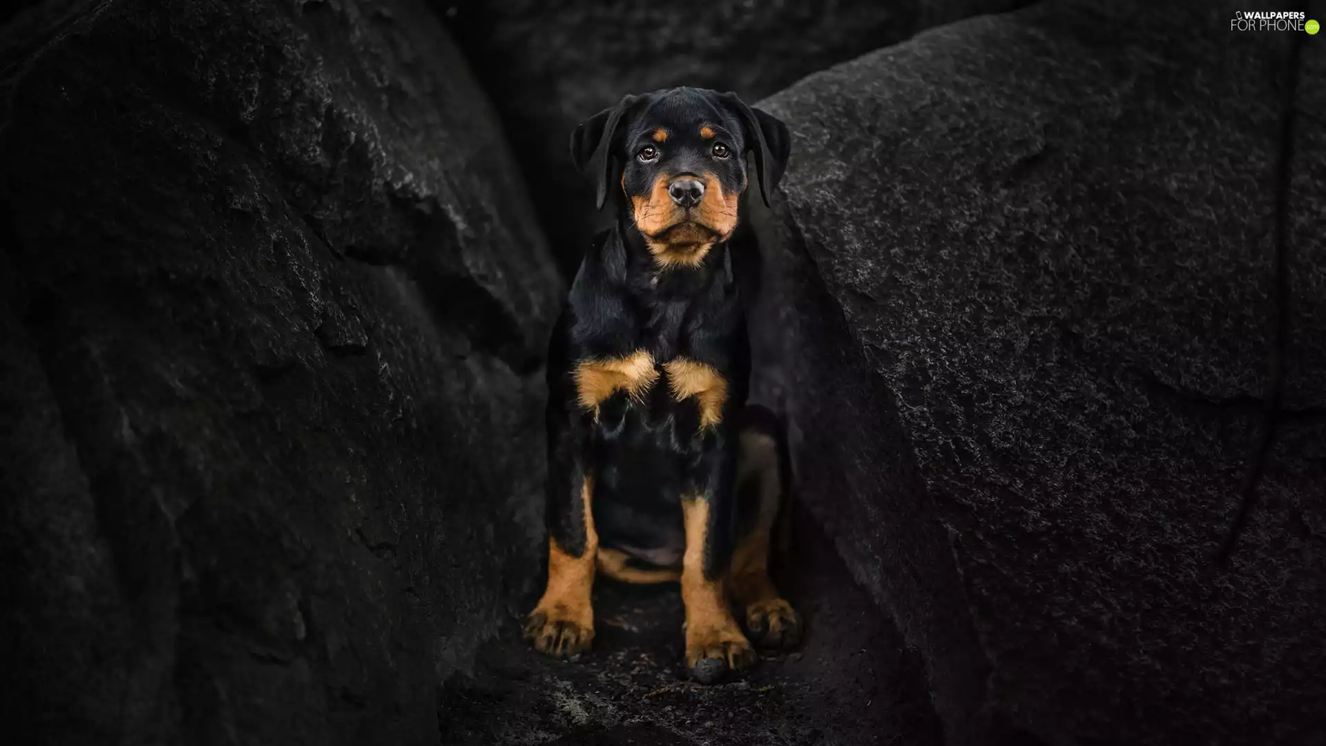 dog, Rottweiler, rocks, Puppy