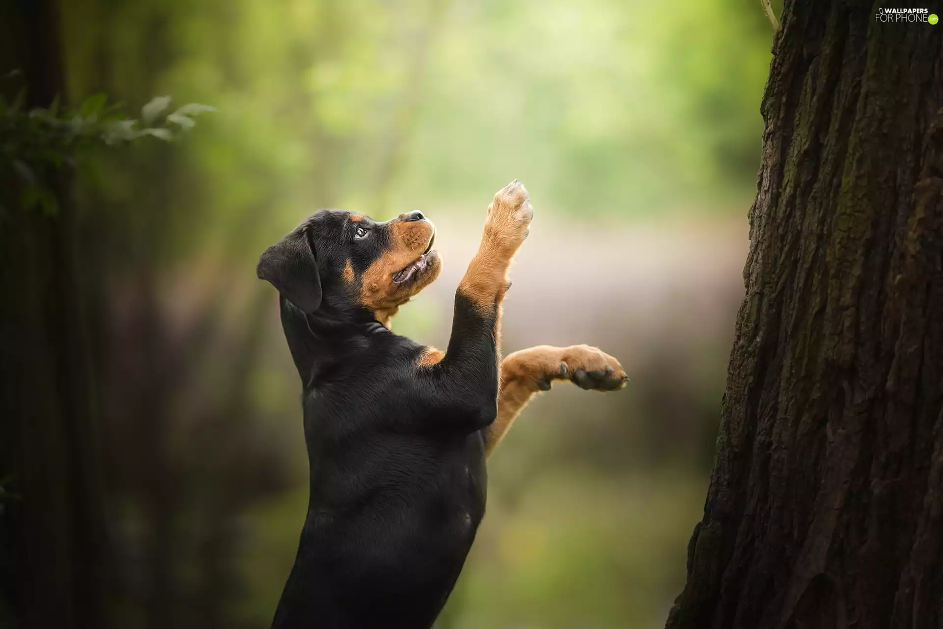dog, Rottweiler, trees, Puppy