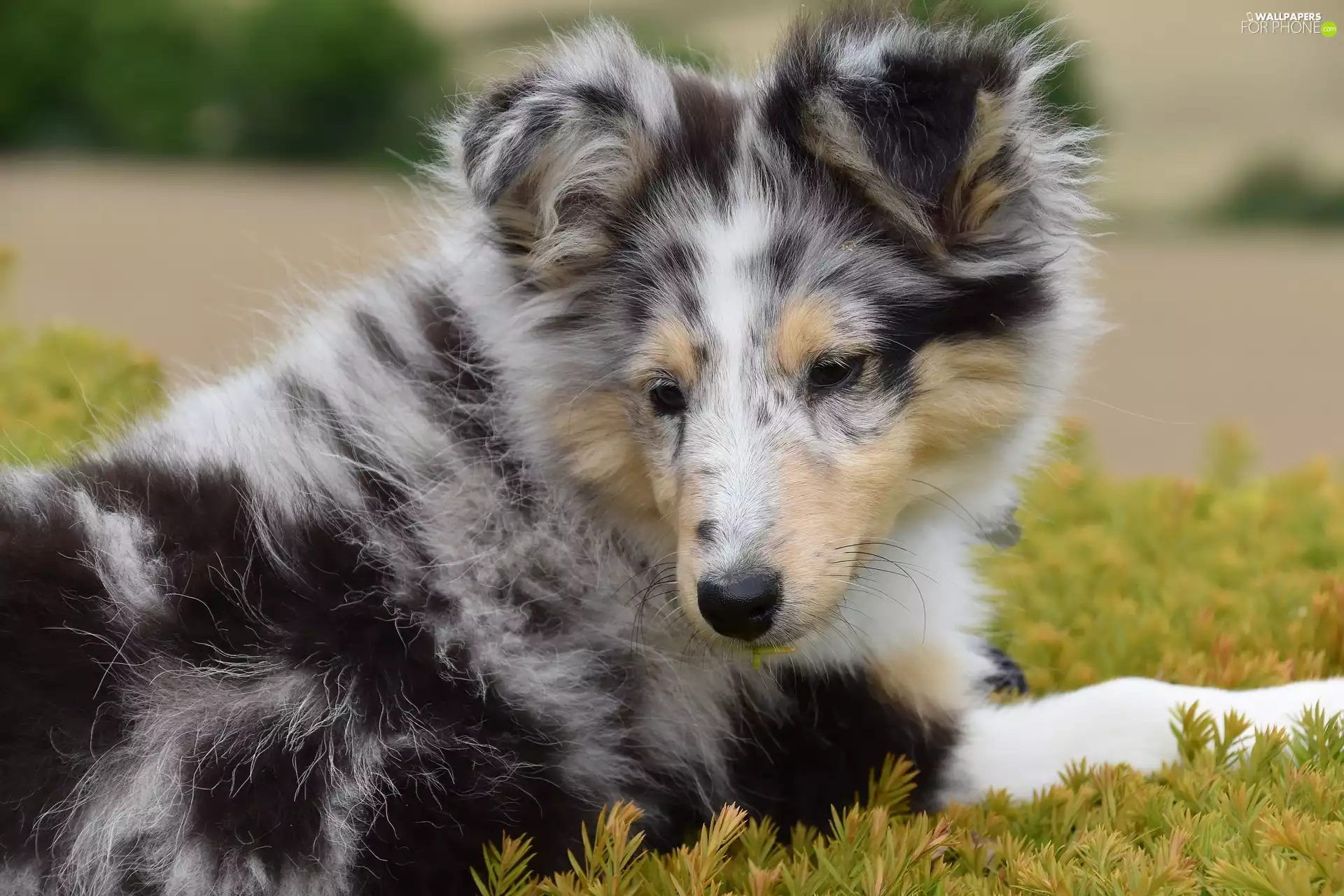 shetland Sheepdog, dog, Puppy