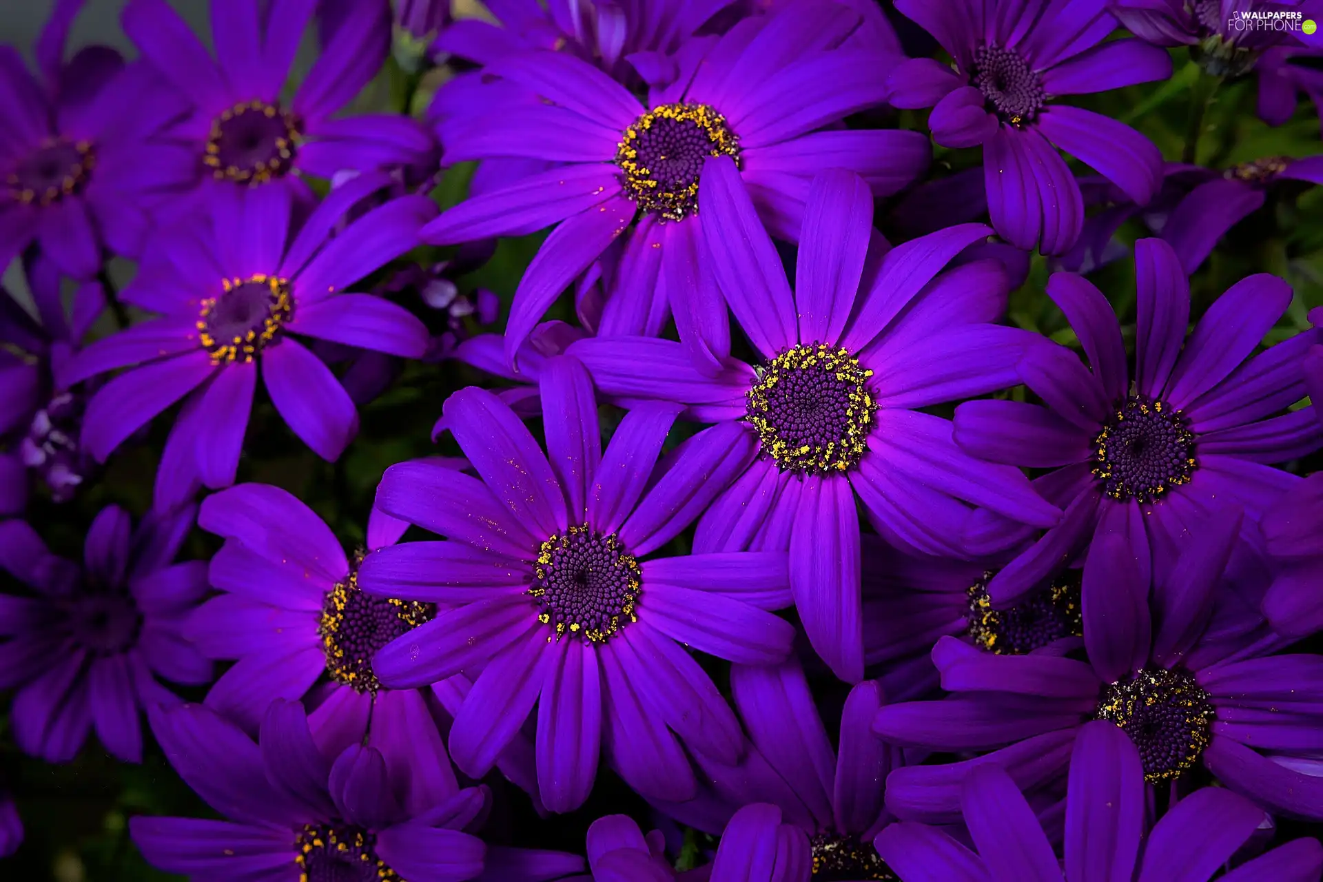 African Daisies, Flowers, purple