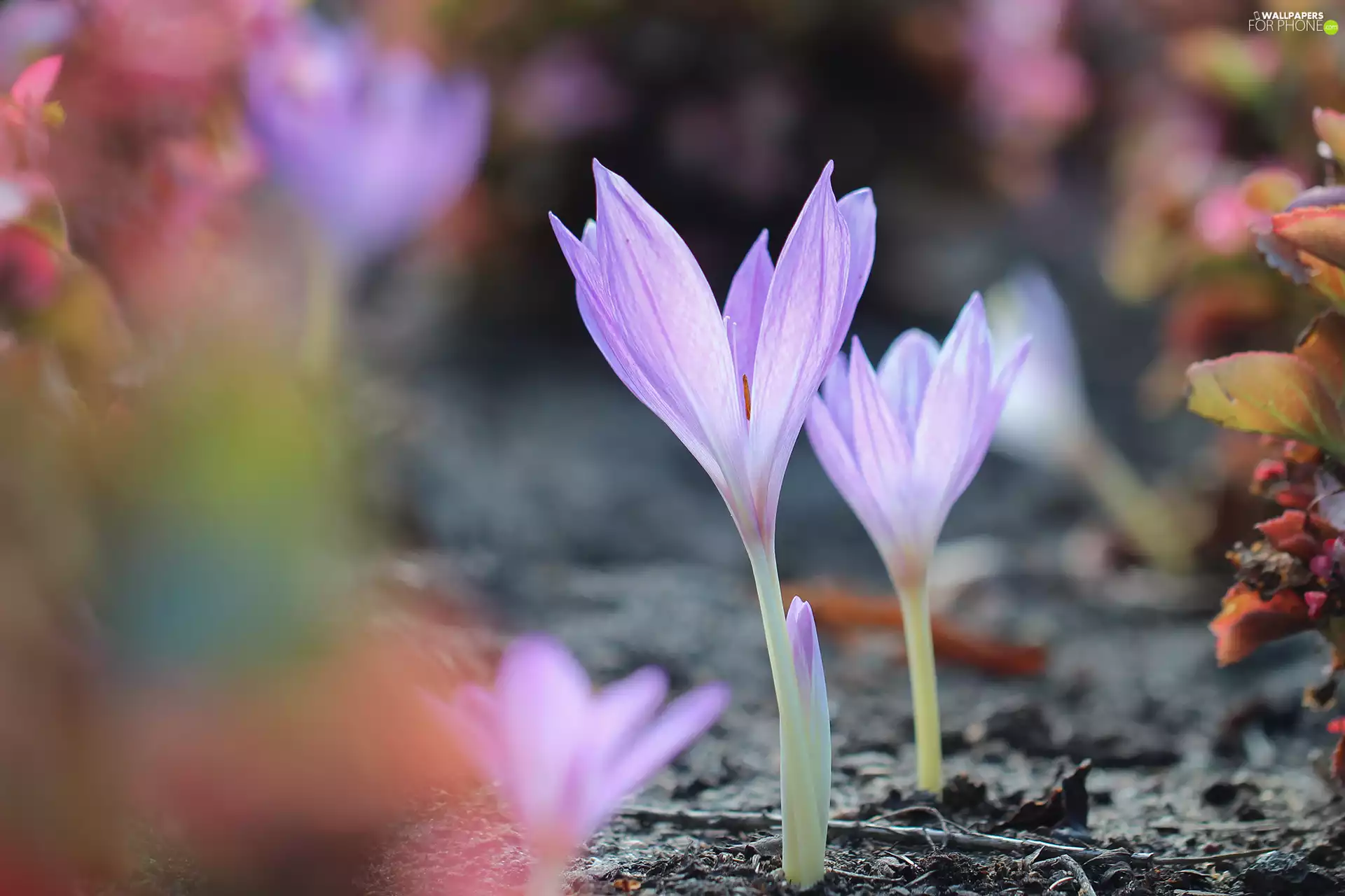 Light Purple, Autumn, crocuses, colchicums