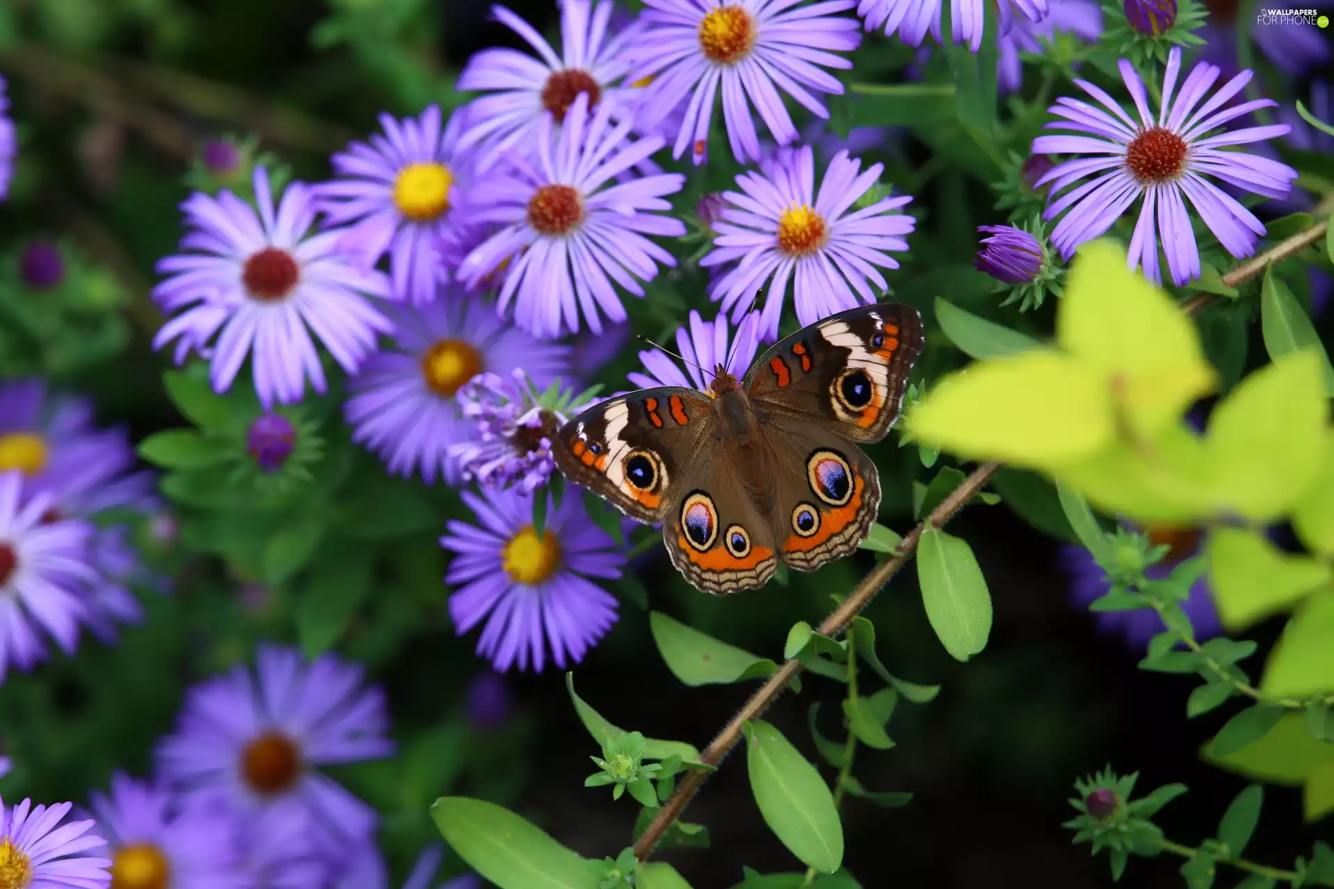 butterfly, Flowers, Astra, purple