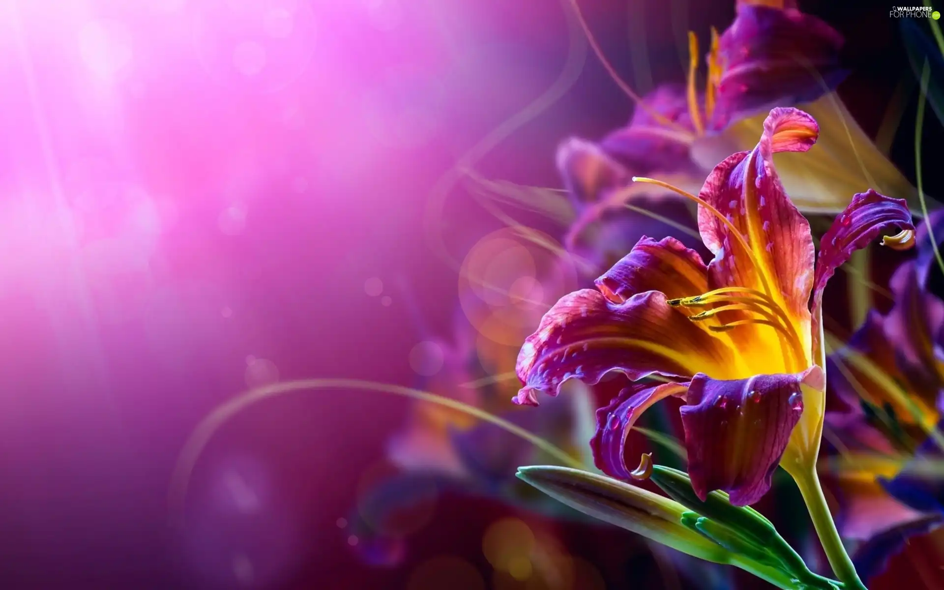 background, Colourfull Flowers, purple