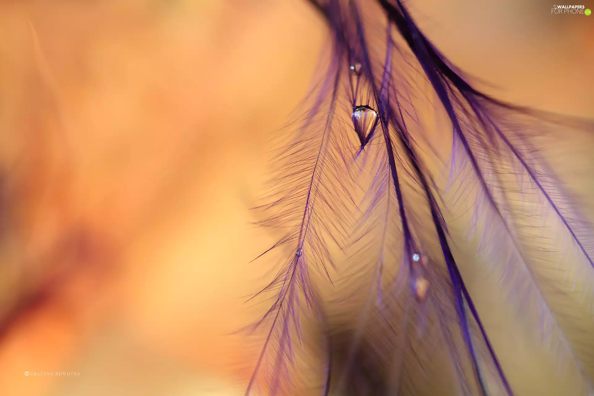 feather, drop, Close, purple