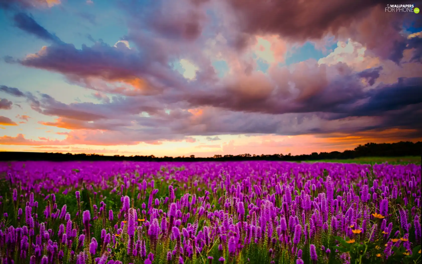purple, flowers, west, sun, clouds