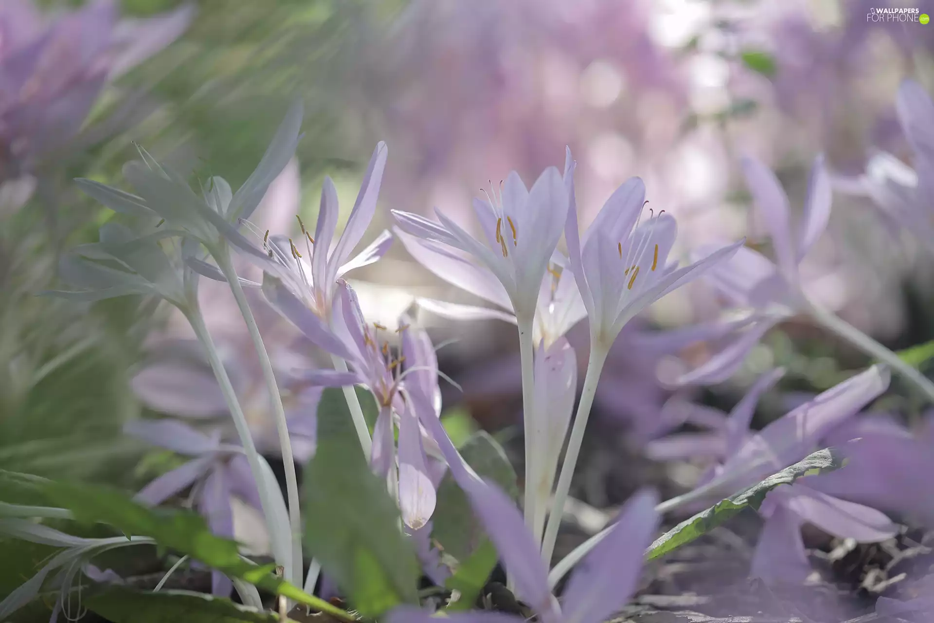 purple, colchicums, Flowers