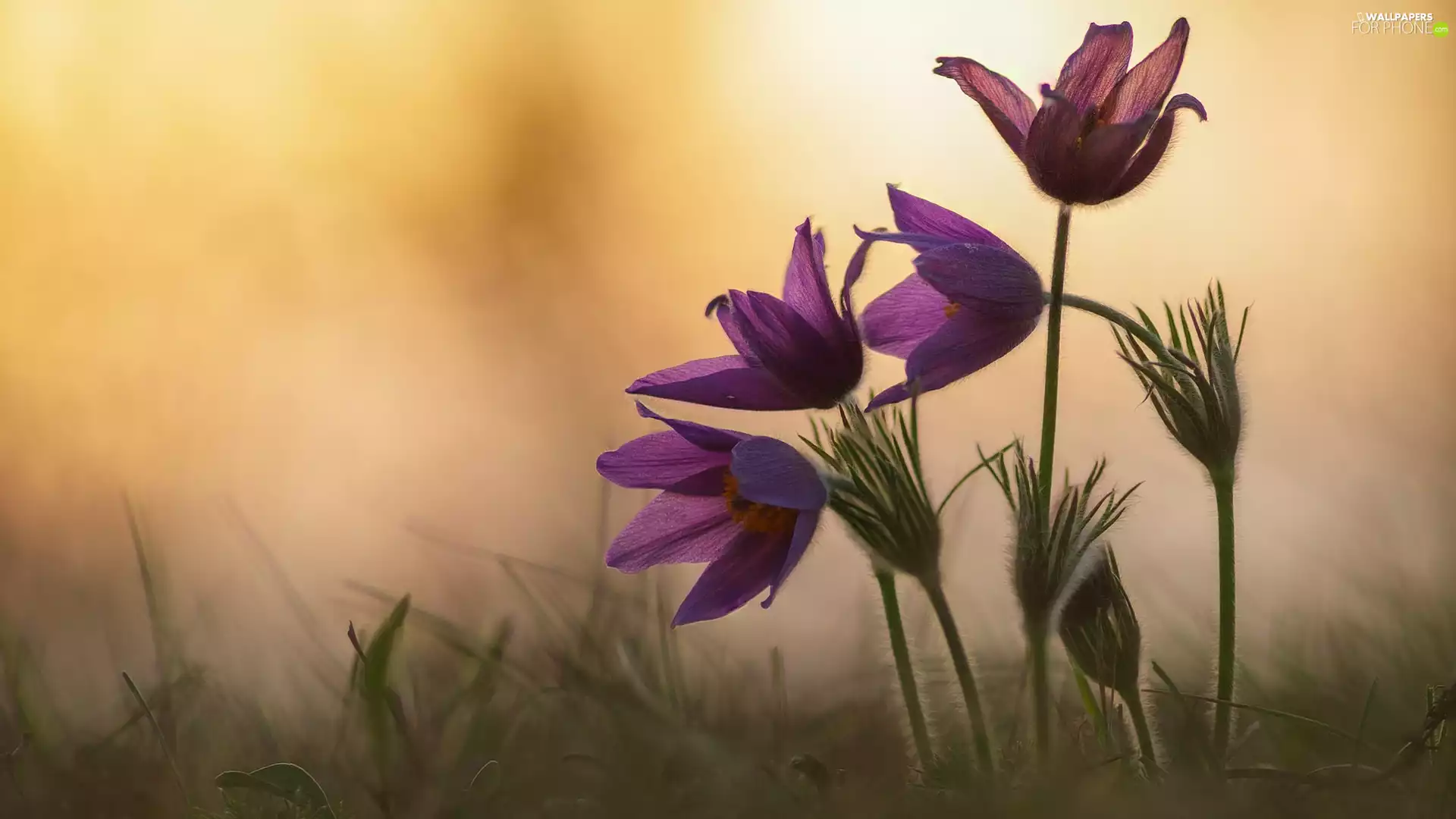 Flowers, pasque, grass, purple