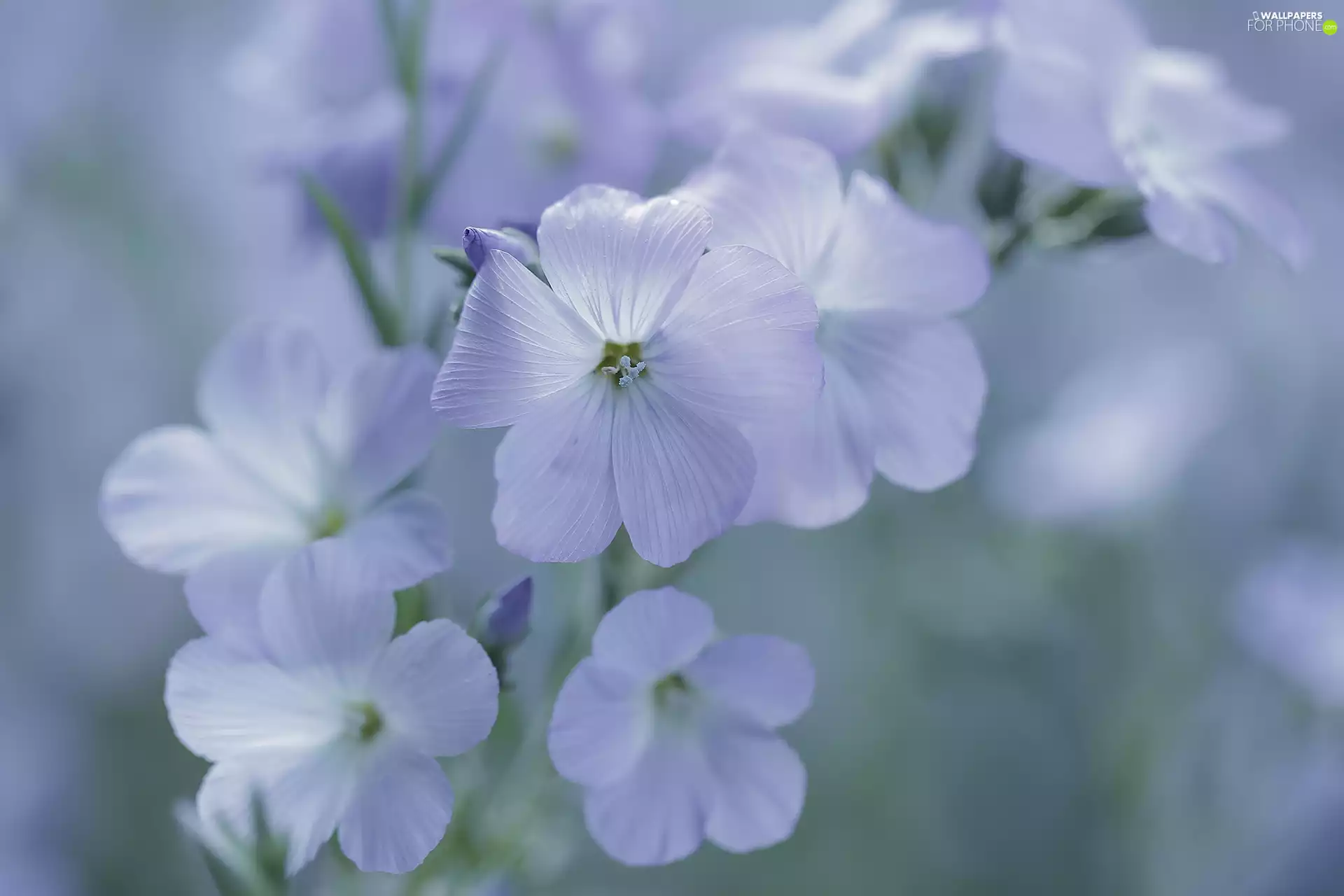 Flowers, Linum Hirsutum, purple