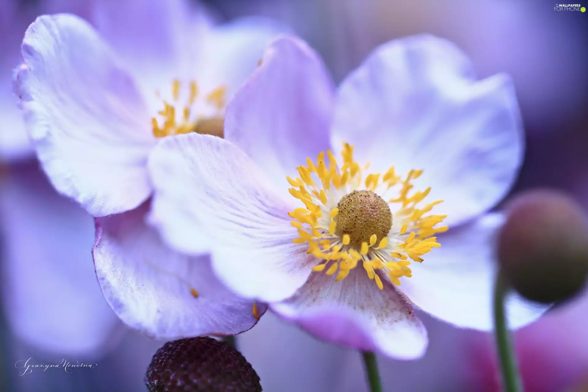 Flowers, Anemone Hupehensis, purple
