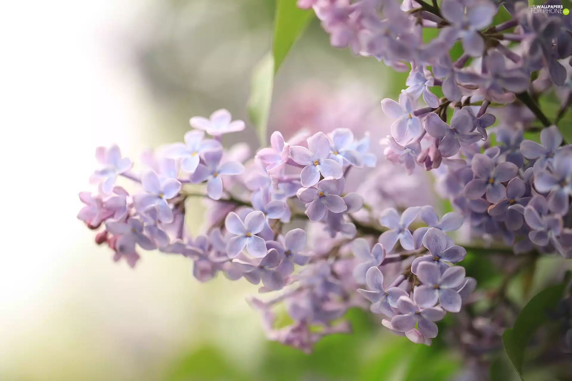 Flowers, without, Light Purple