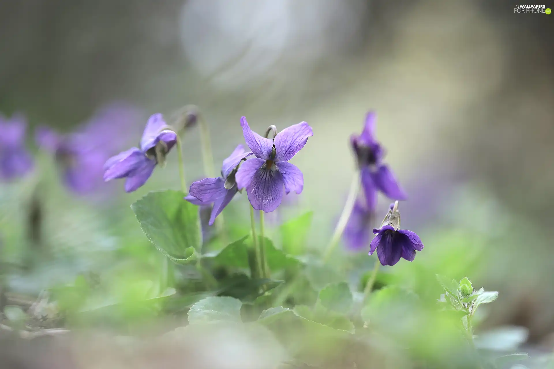 Flowers, Viola odorata, purple