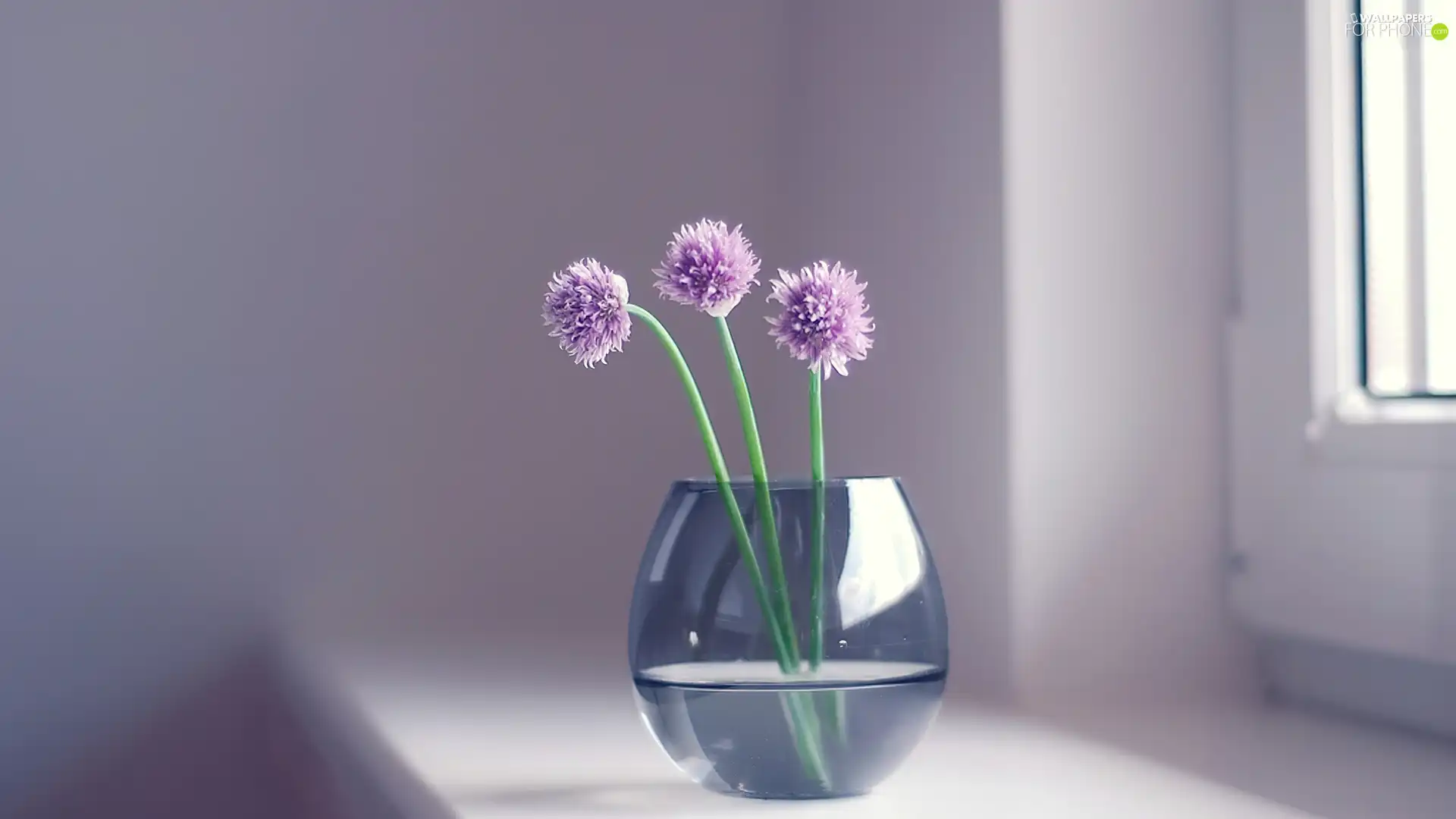 purple, Flowers, glass, bowl, Window