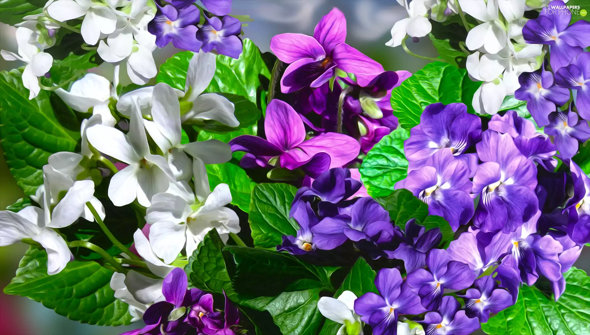 Flowers, purple, fragrant violets, White