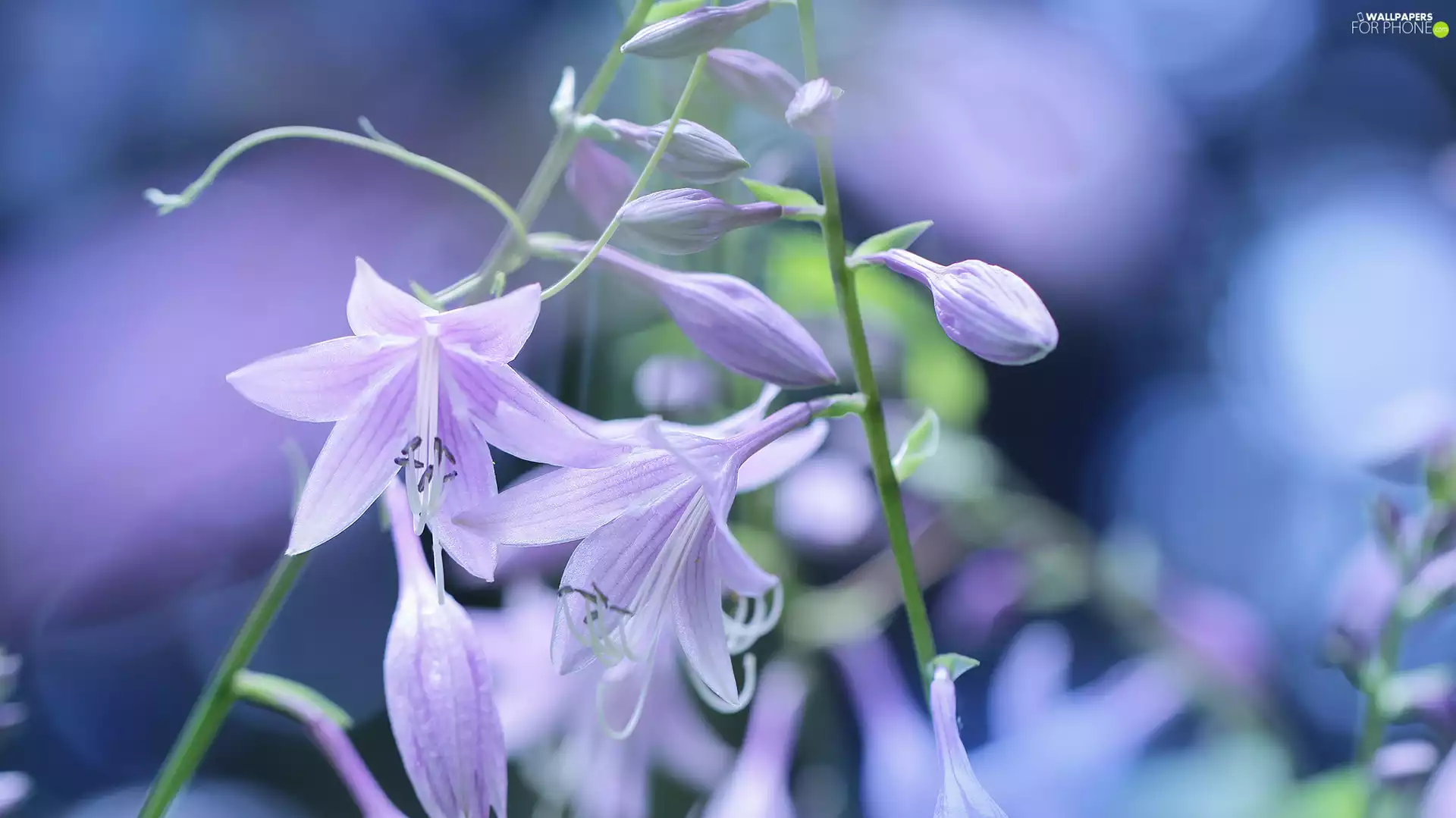 Funkia, ringtones, Flowers, purple