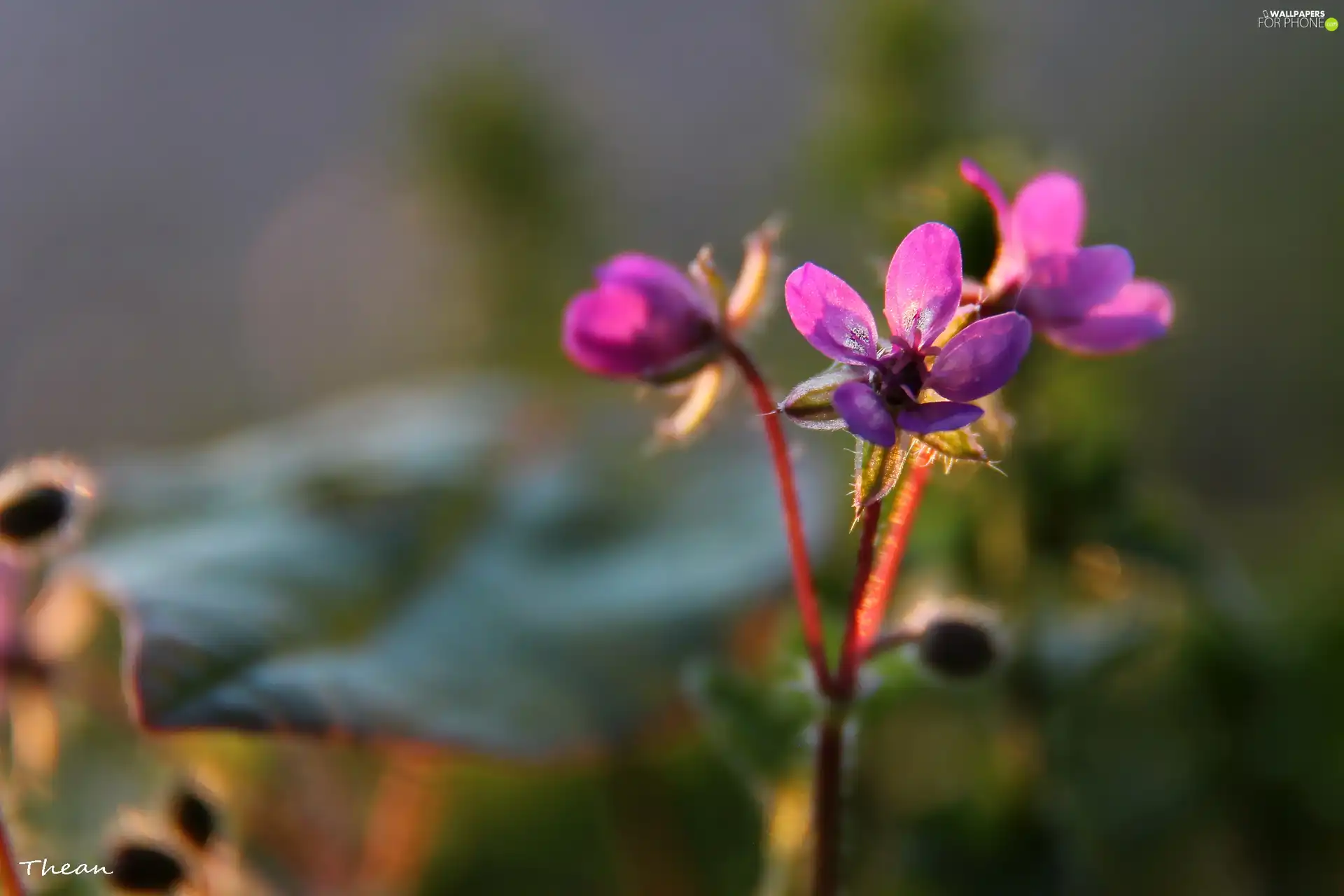 Flowers, little doggies, purple