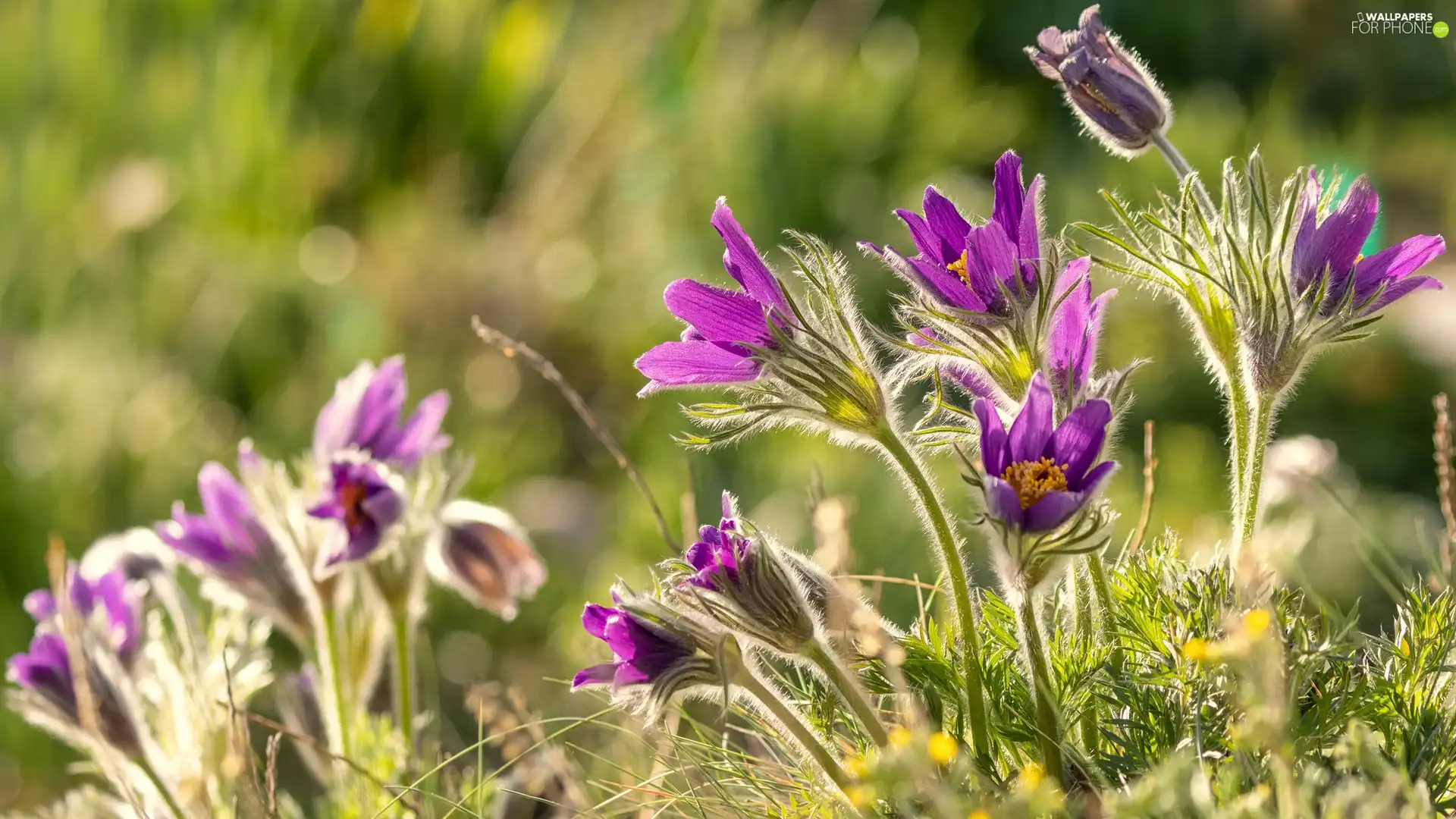 purple, Flowers, pasque