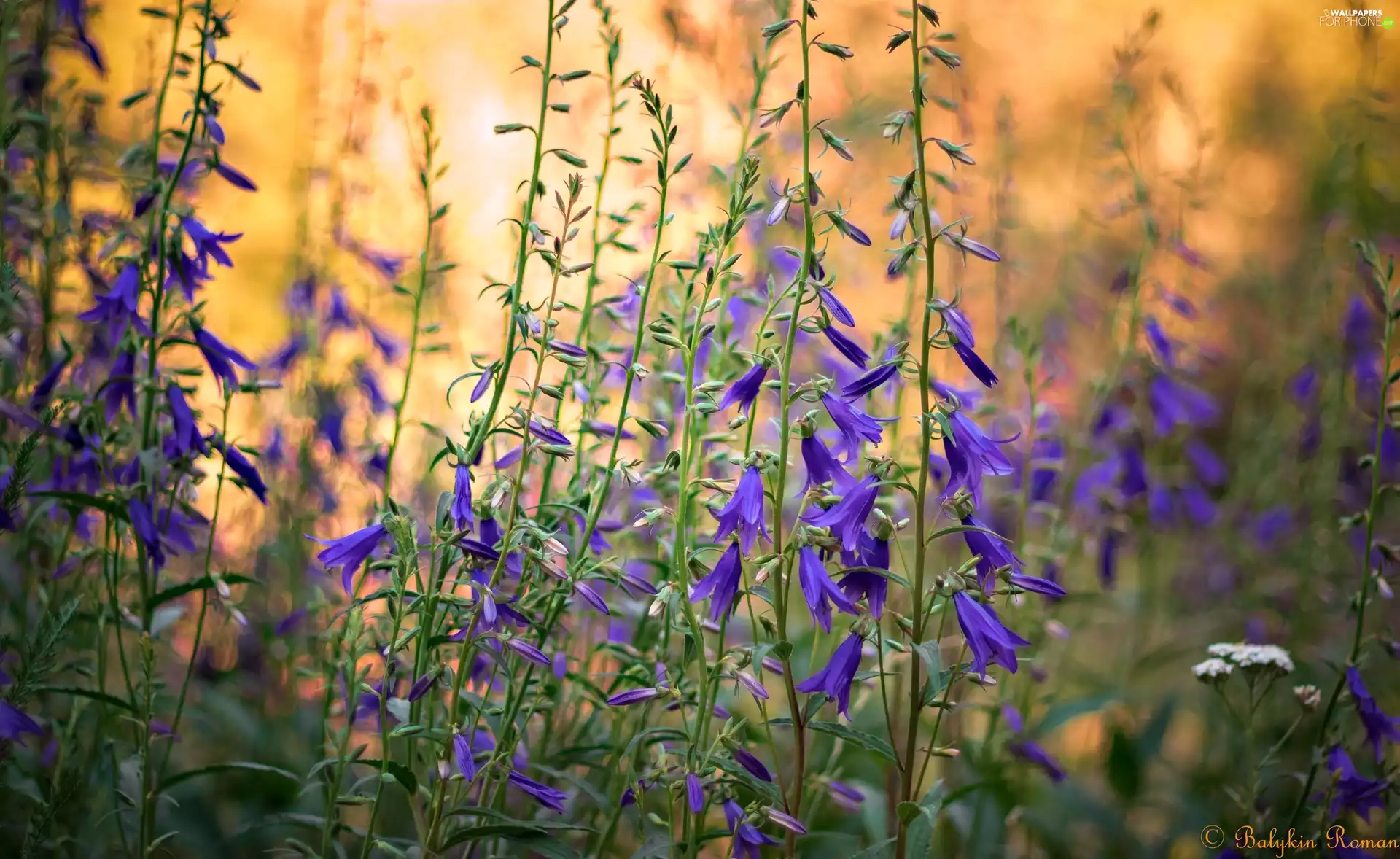purple, Flowers, ringtones