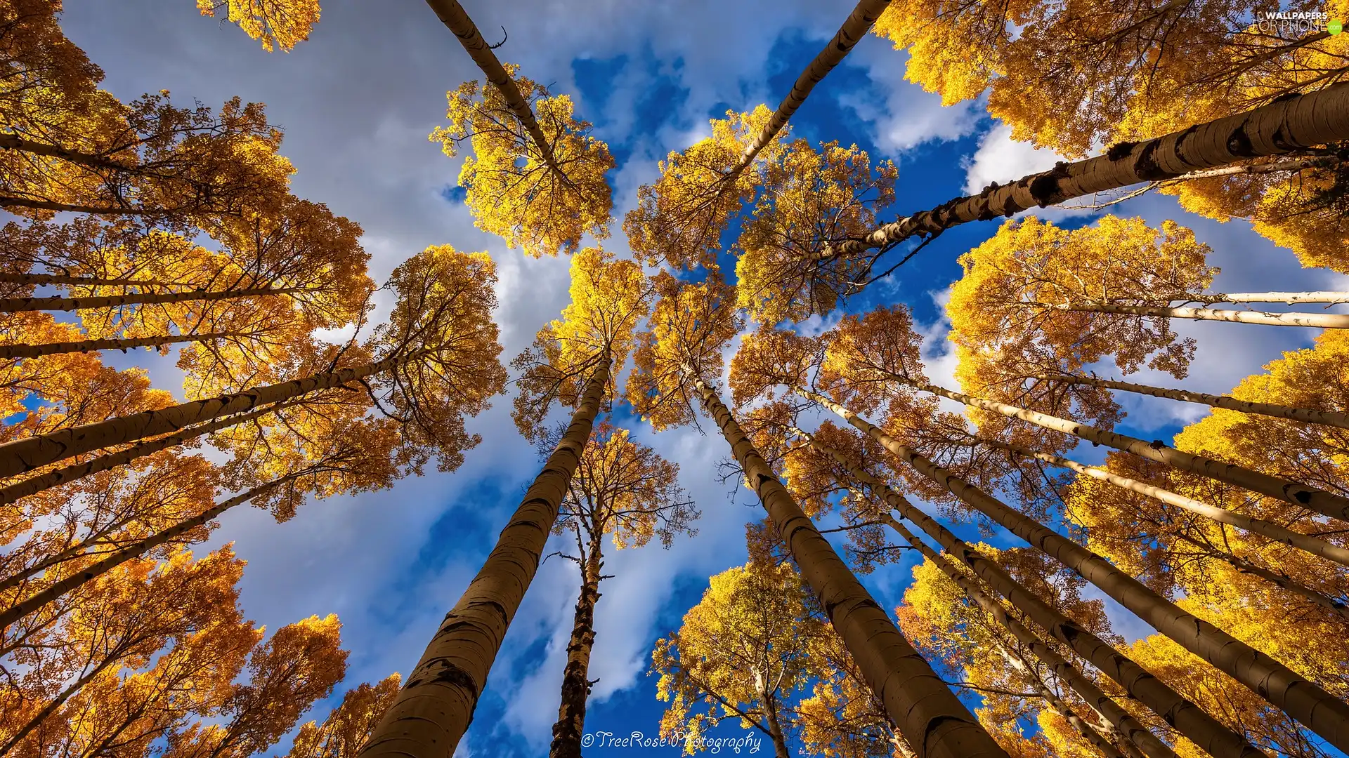 vertices, Sky, viewes, Quaking Aspen, trees