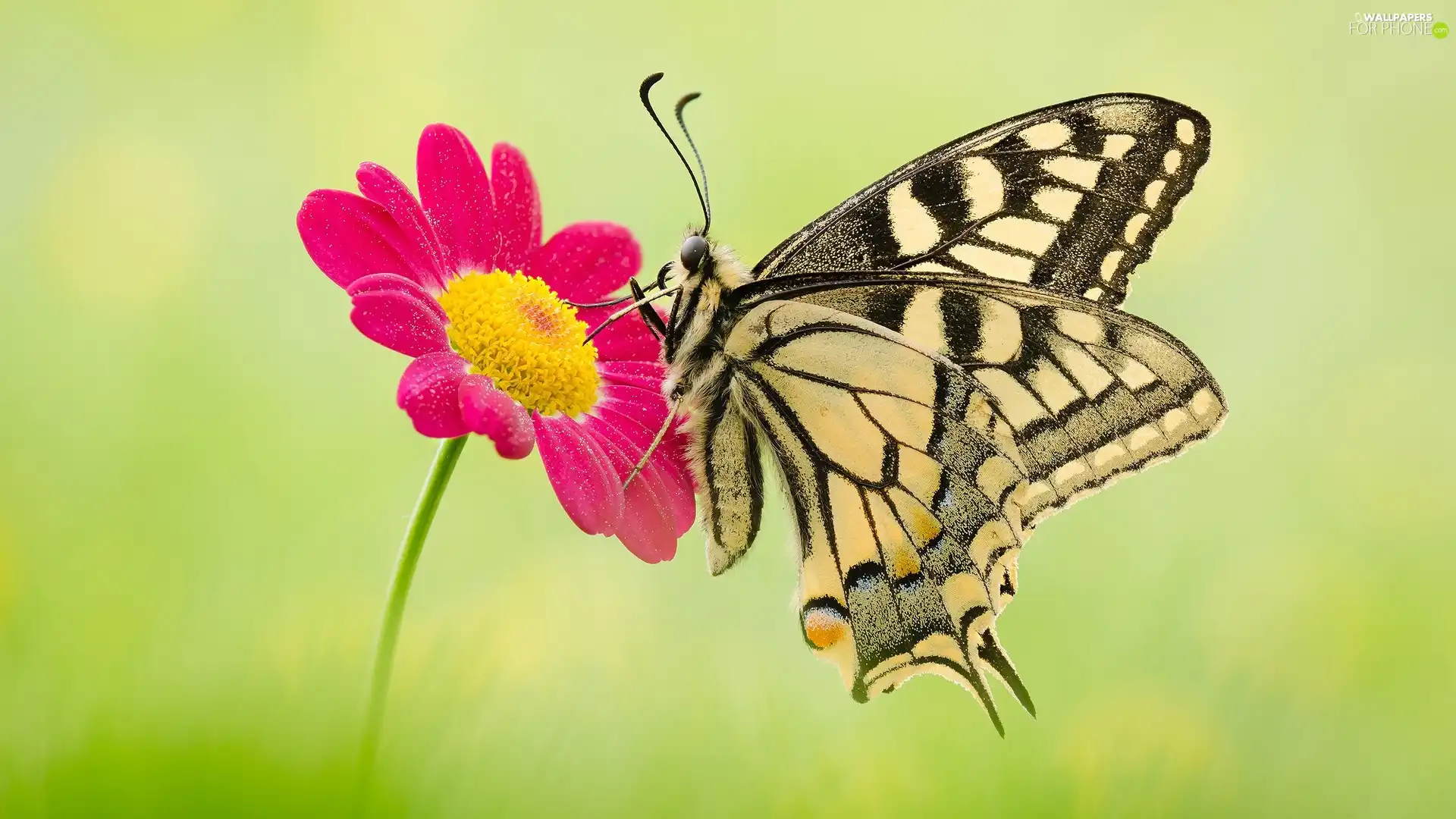 Red, Close, Oct Queen, Flower, butterfly