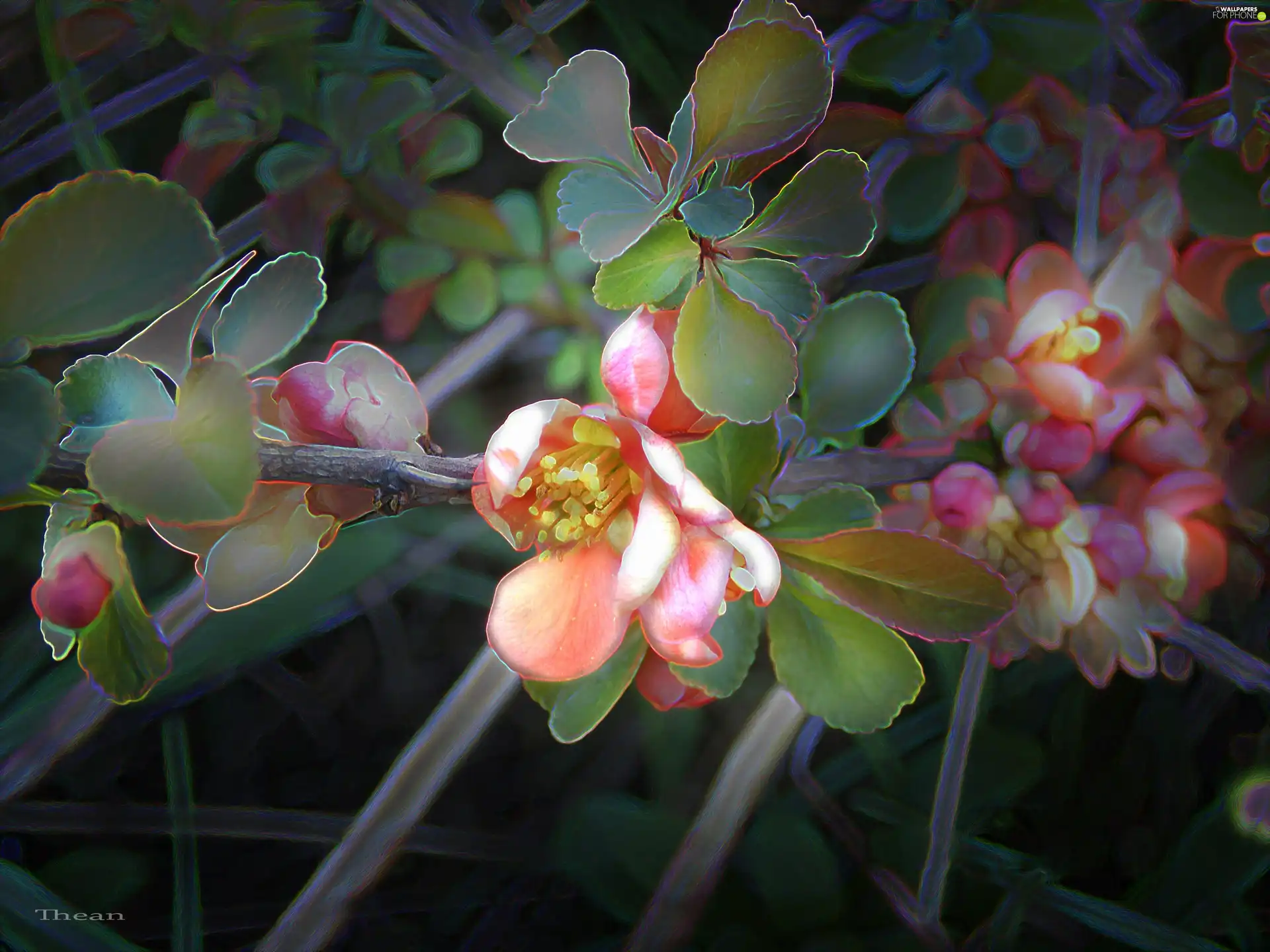 Flowers, quinces