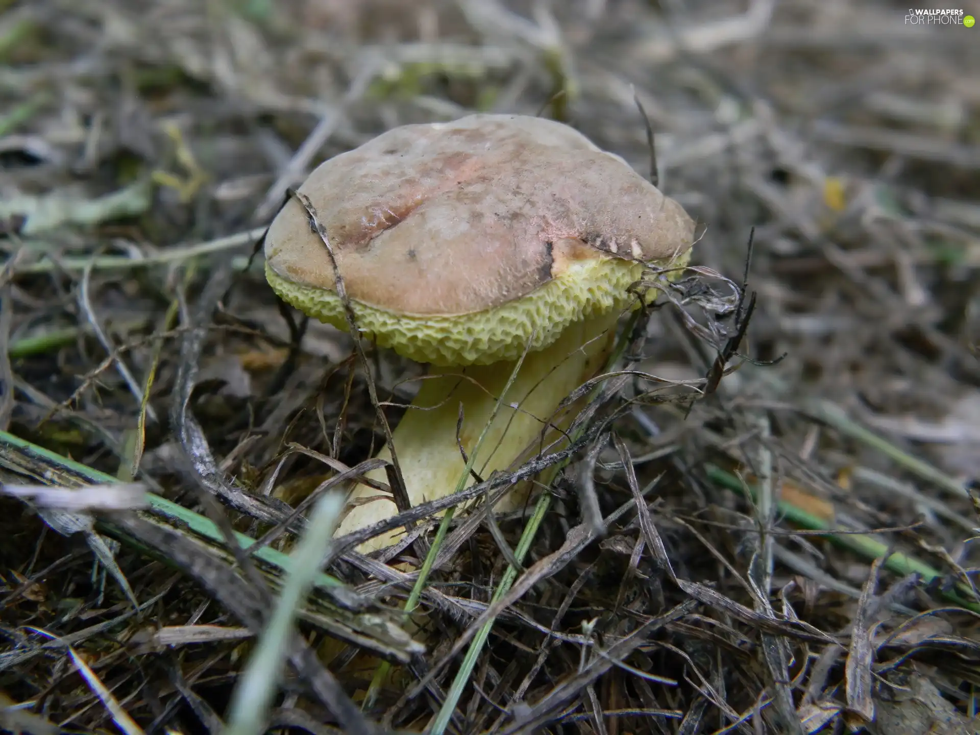 rabbit, young, bolete