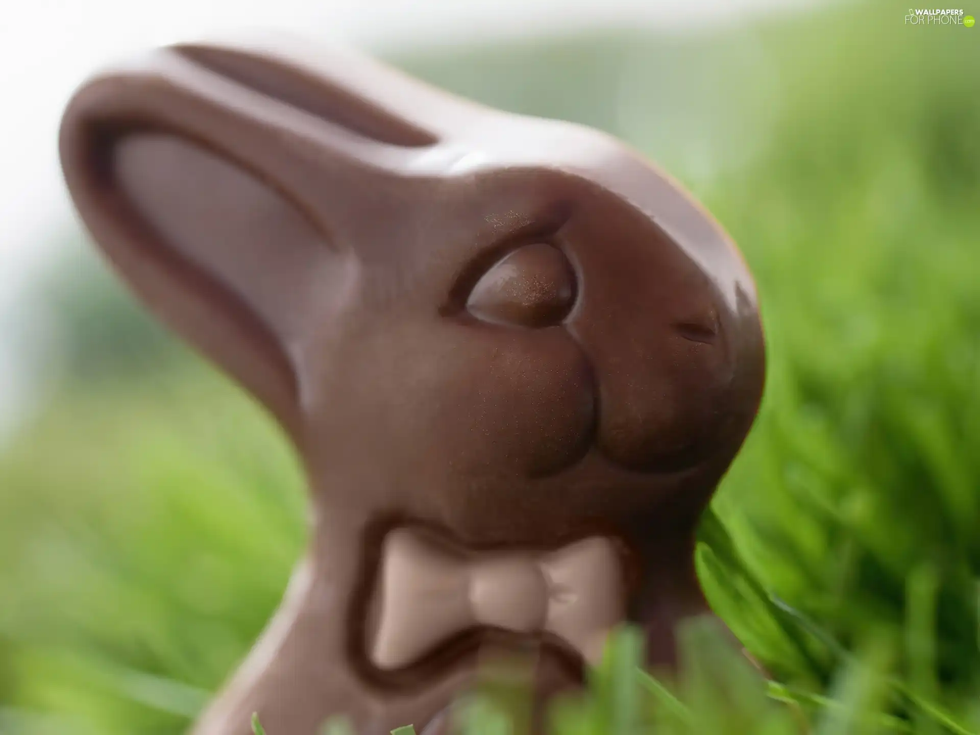 chocolate, rabbit