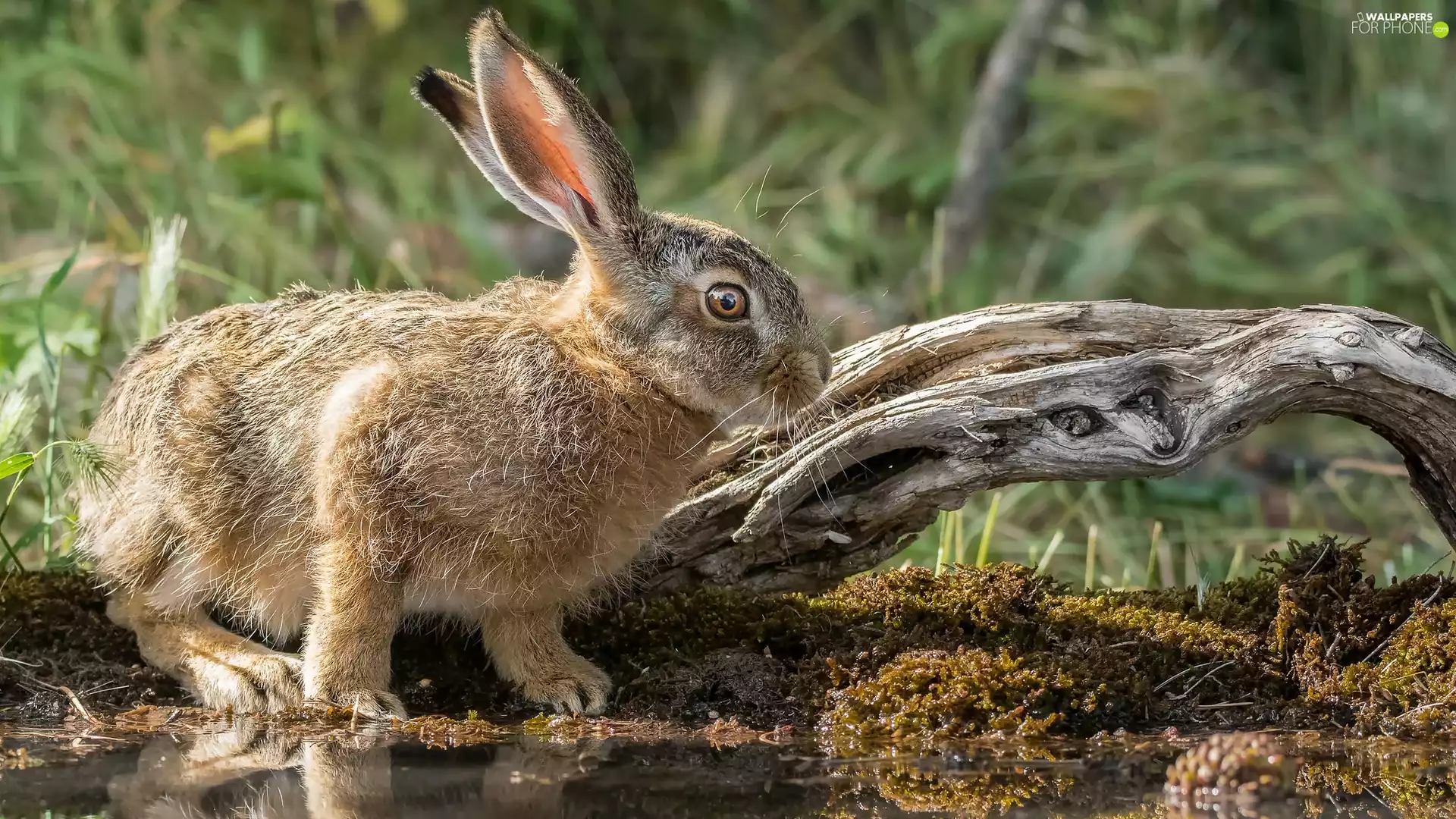 Wild Rabbit, water, Plants, trees