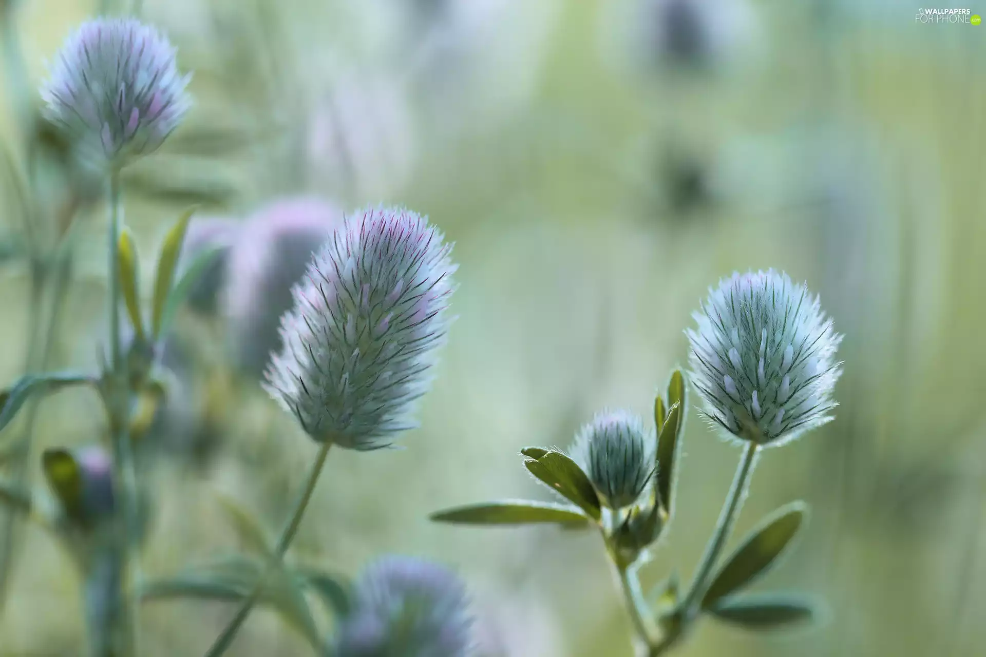 Rabbitfoot Clover, Flowers